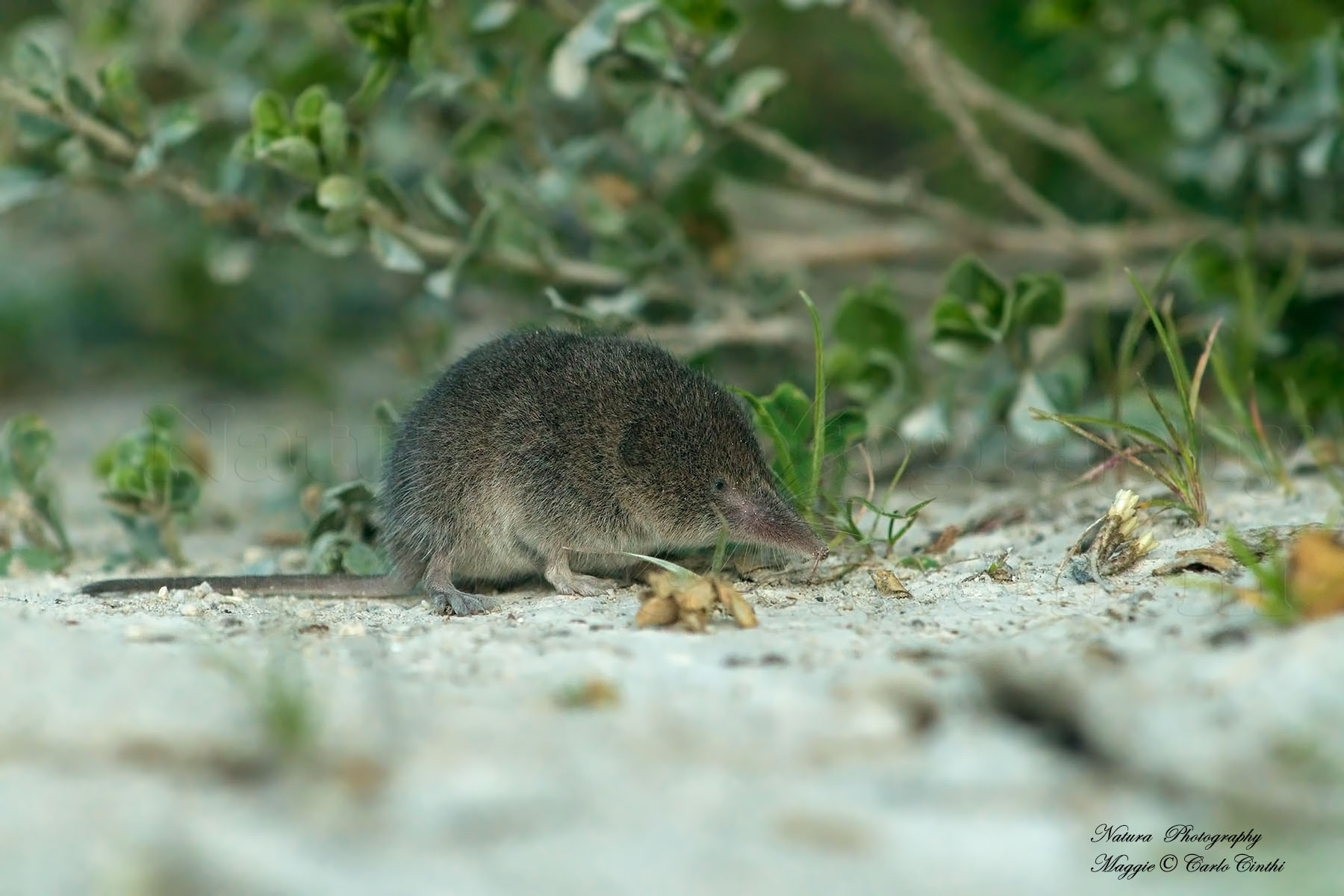Shrew (Sorex araneus)...