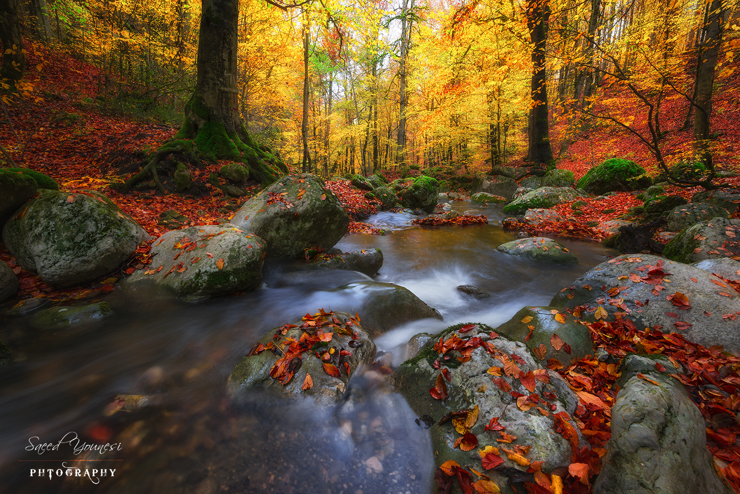 autumn in forest...