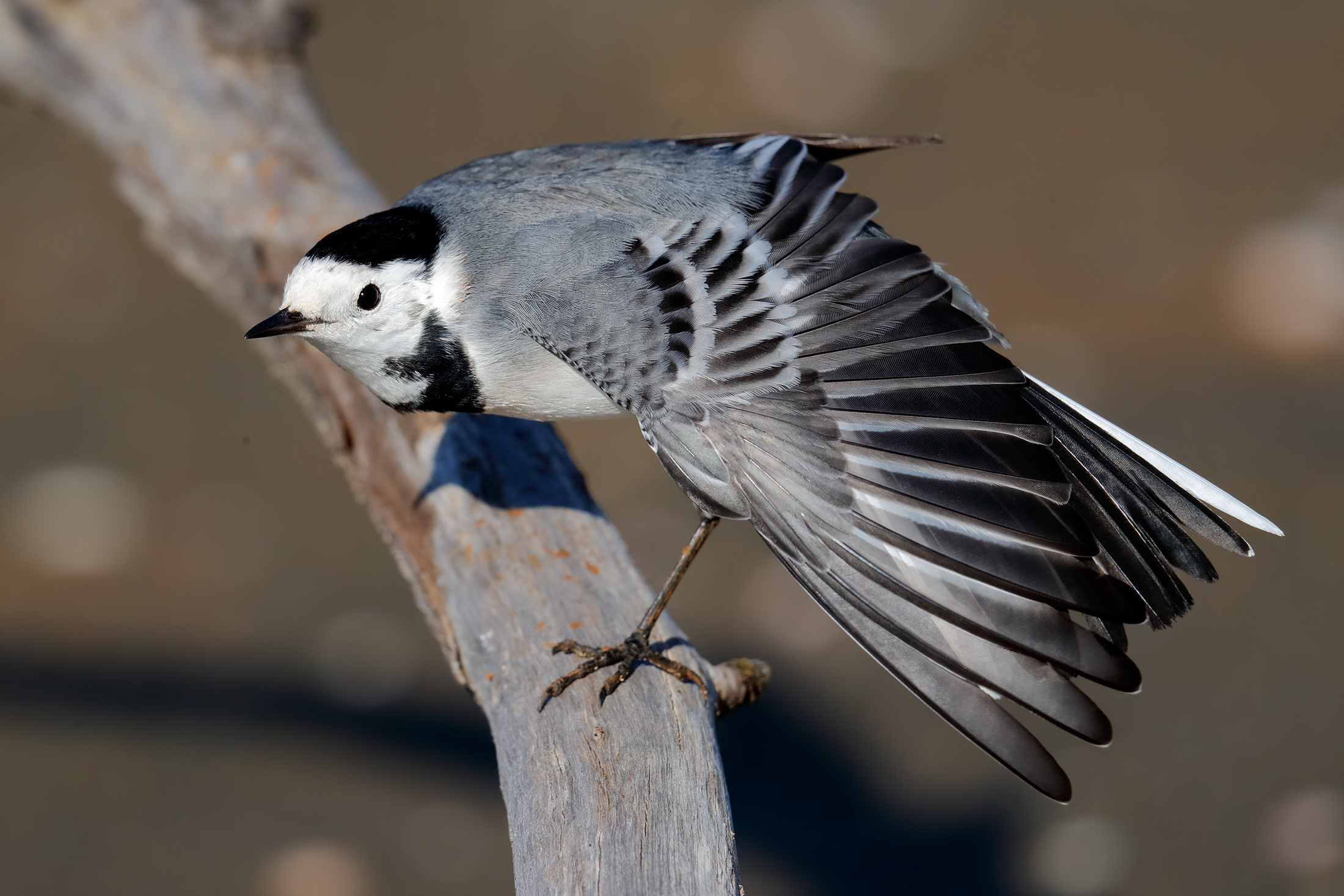 Stretching the white wagtail...