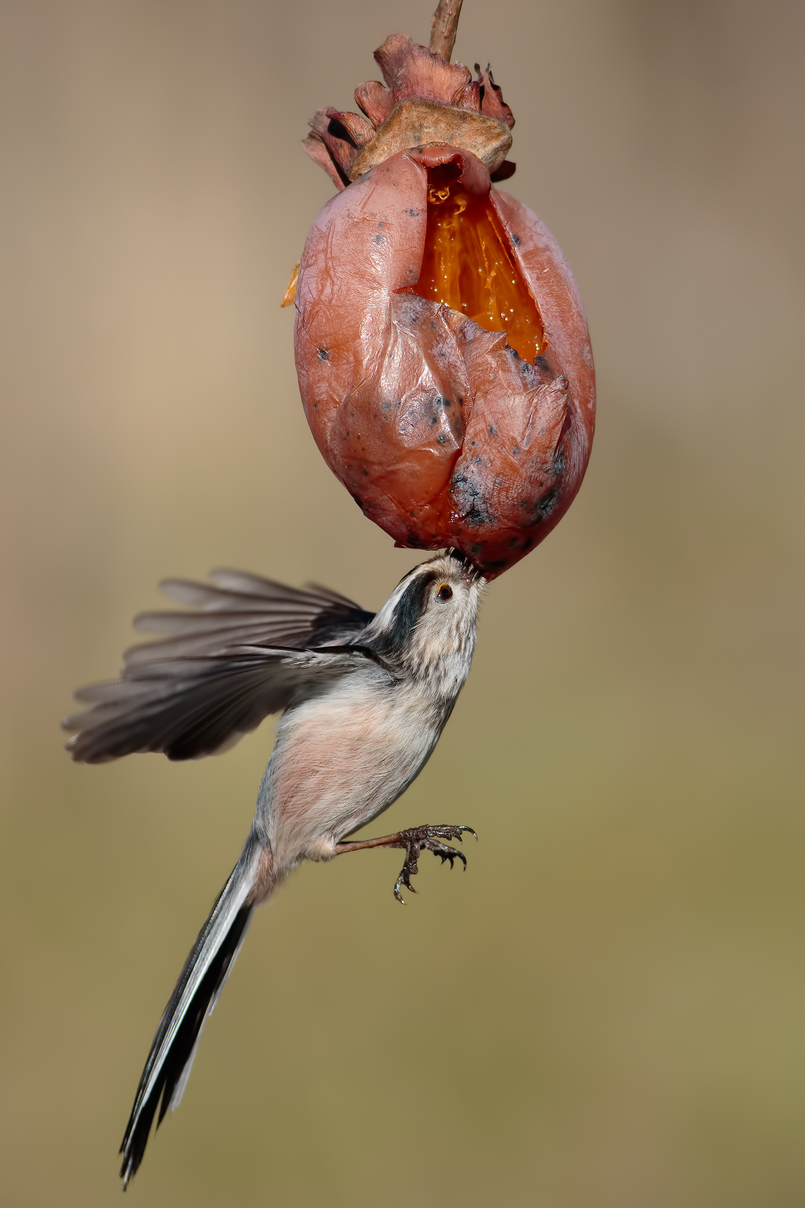 sweet dining...