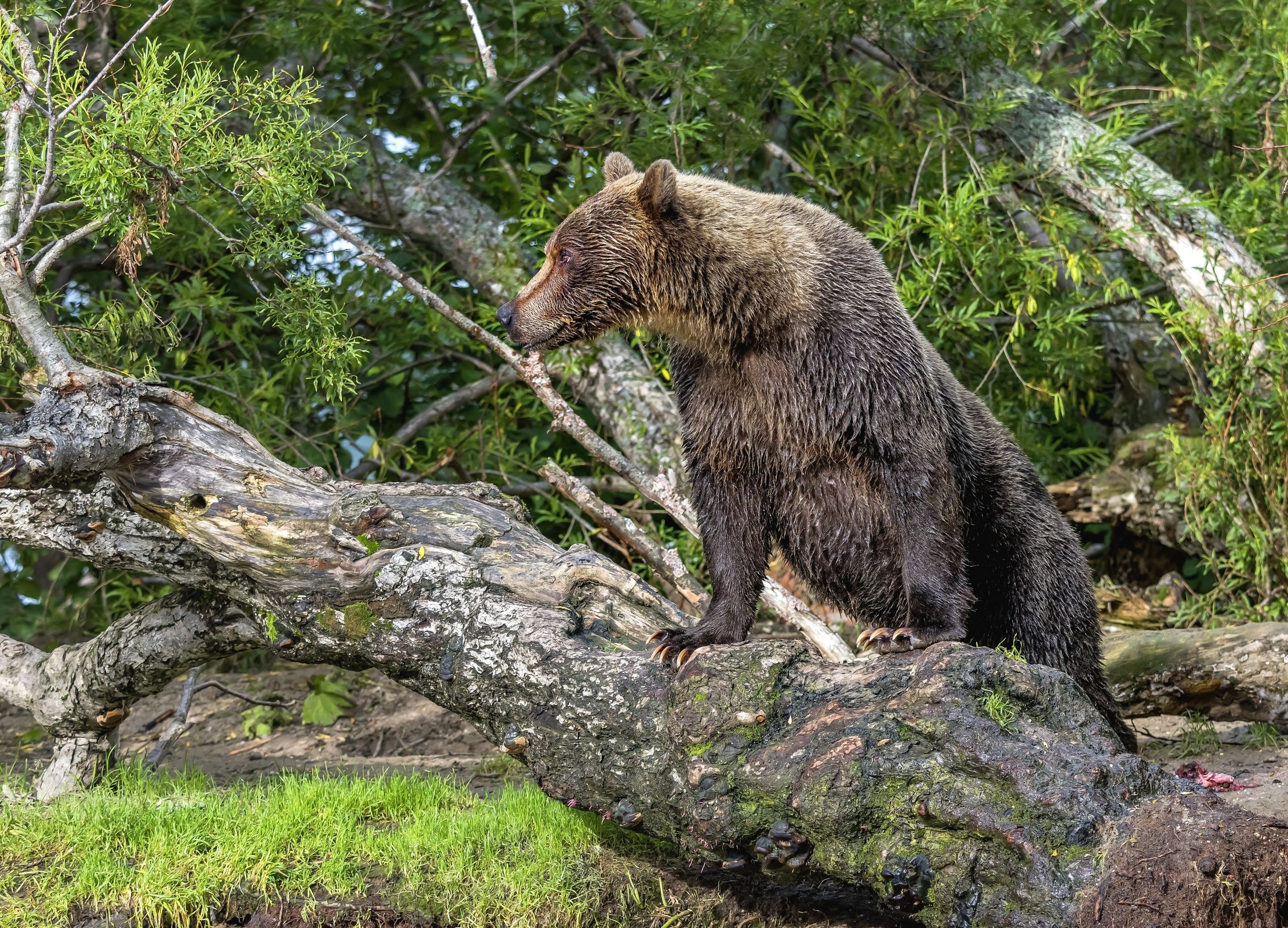 Kamchatka 2016 - Lookout...