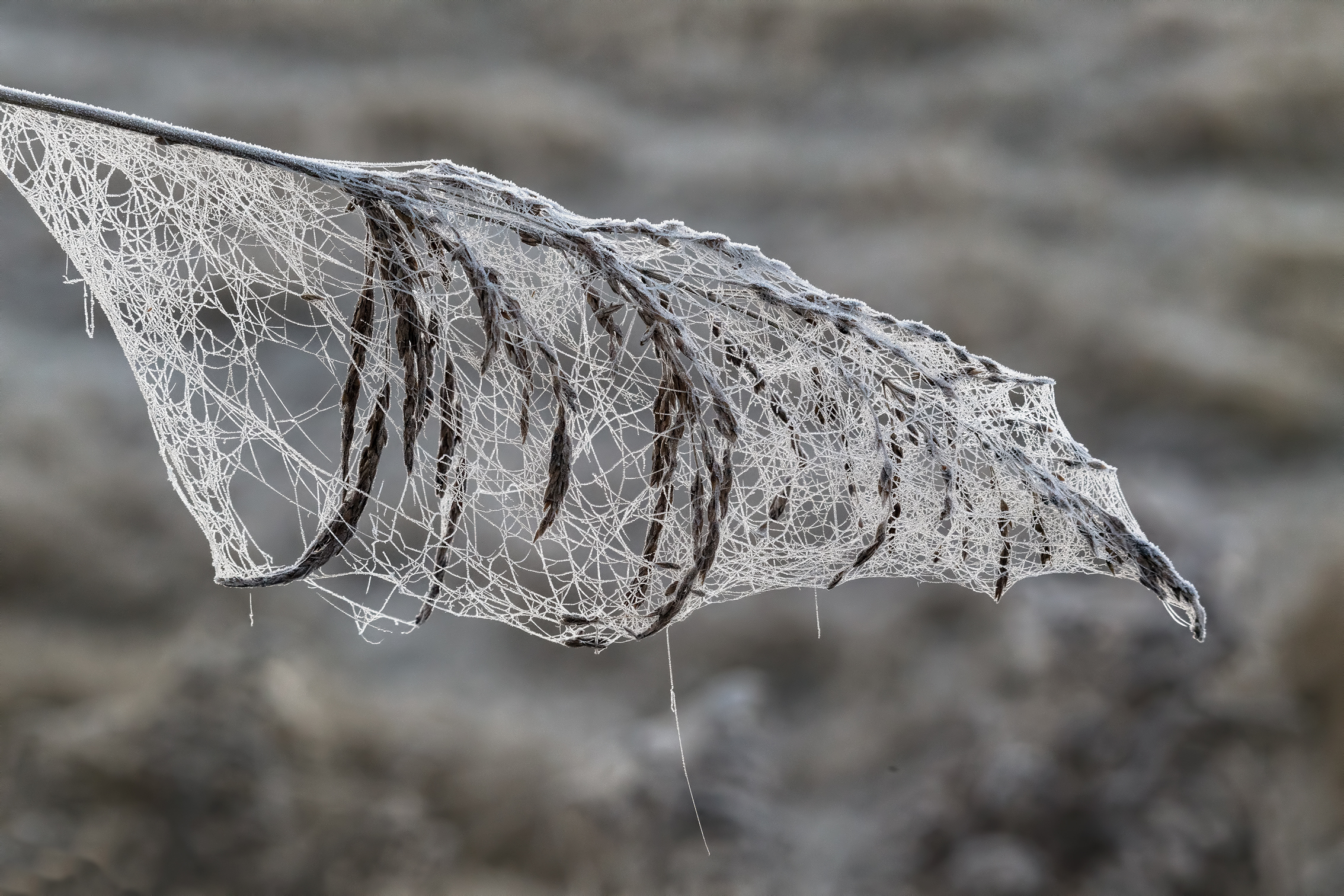 the ragratela that envelops the frost freezes the embrace...