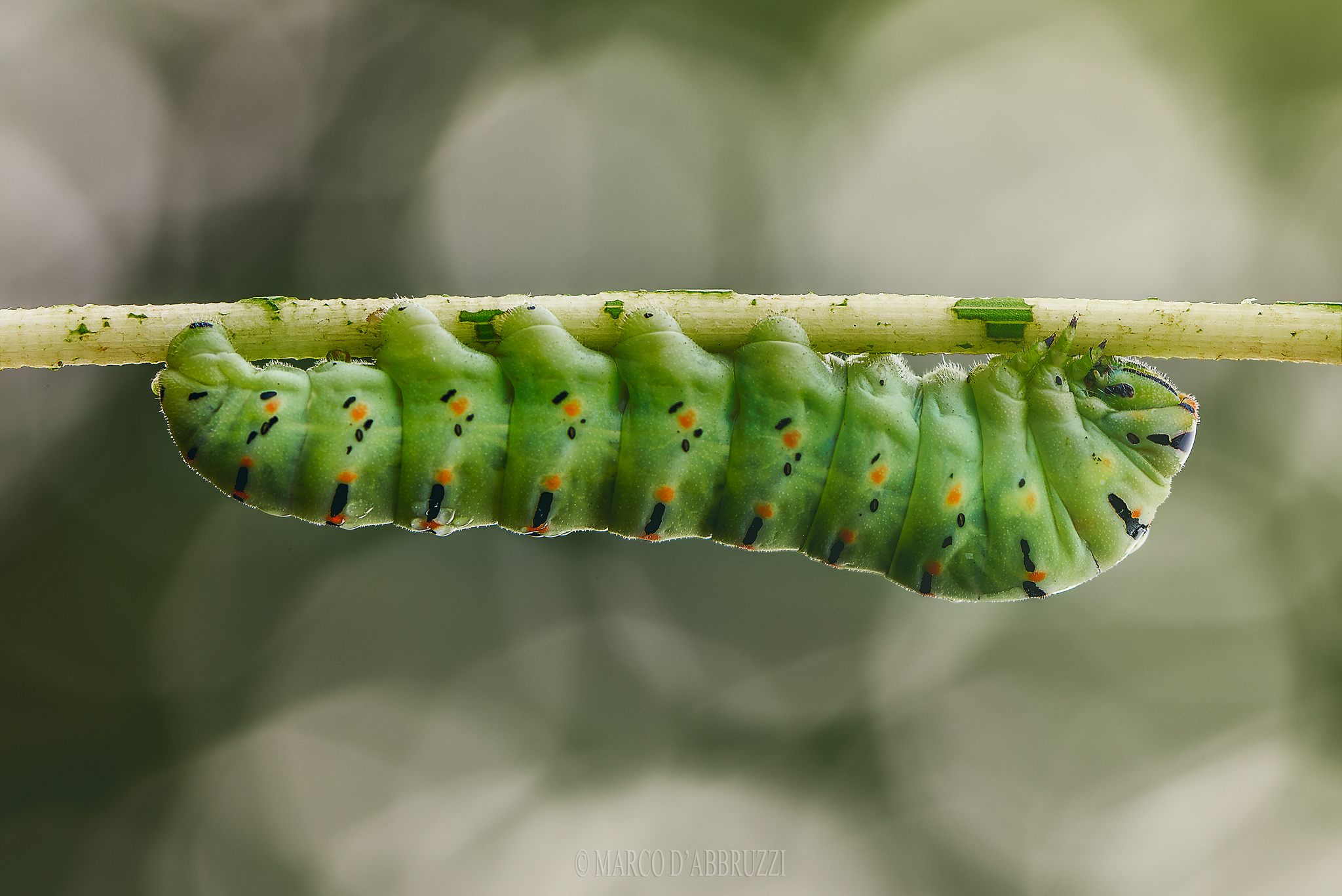 The Hungry Caterpillar ......