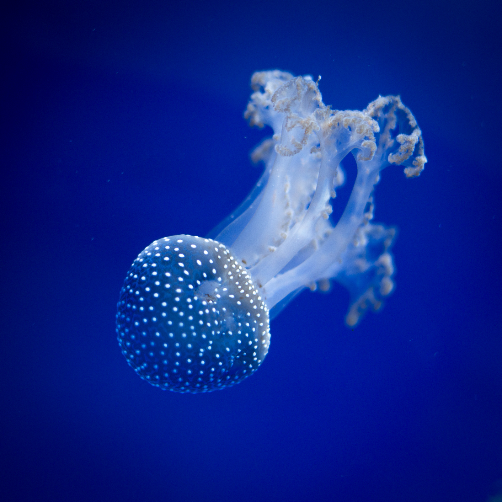 White Spotted Jellyfish...