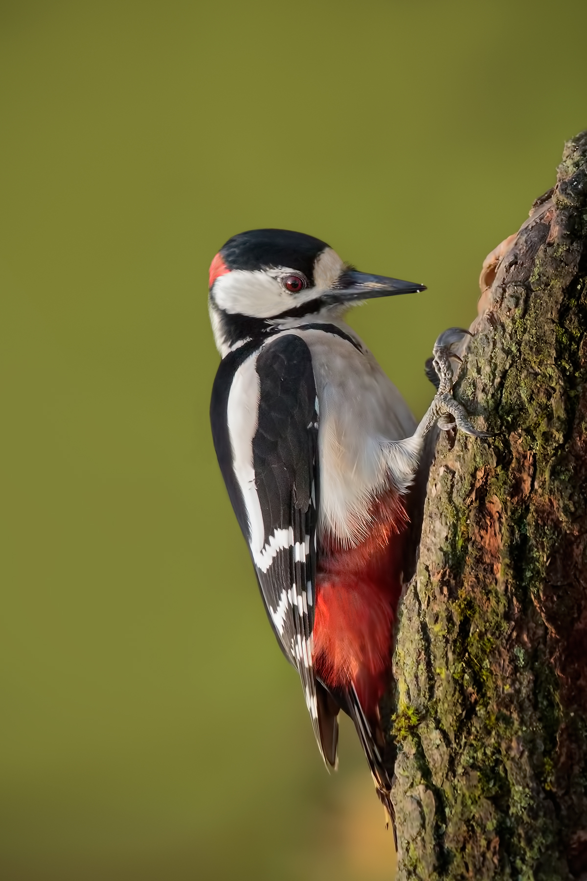 Great Spotted Woodpecker (Dendrocopos major)...