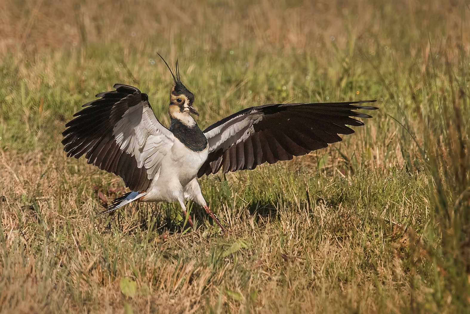 lapwing...