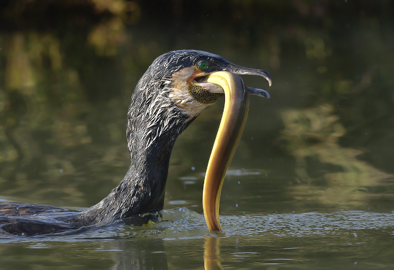 (The greedy) Cormorant with eel, lagoon of Orbetello...
