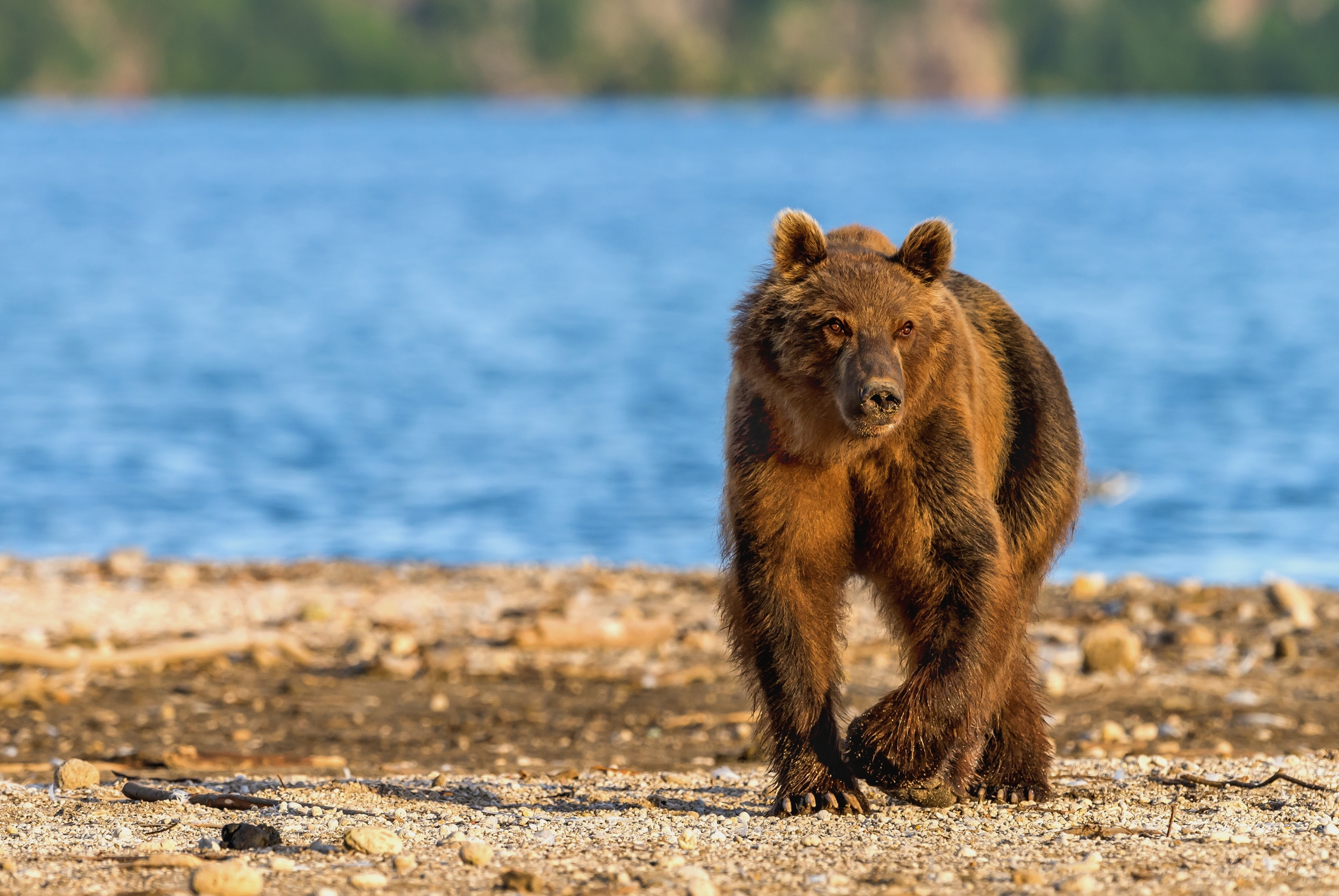 Kamchatka 2016 - Bear...