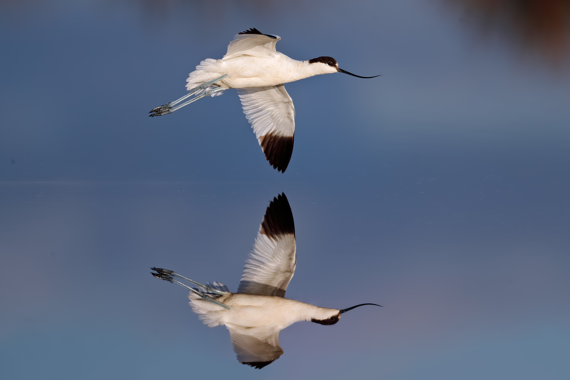 The avocet and its reflection...