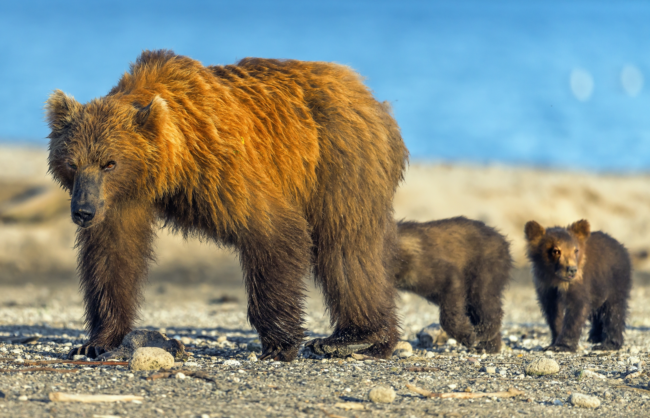 Kamchatka 2016 - Bears...