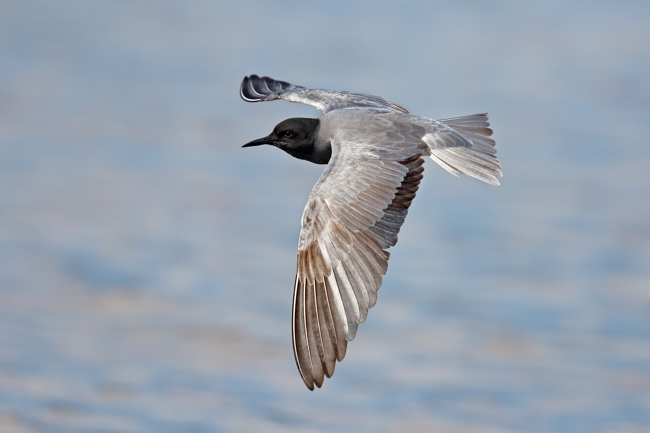 common Tern...