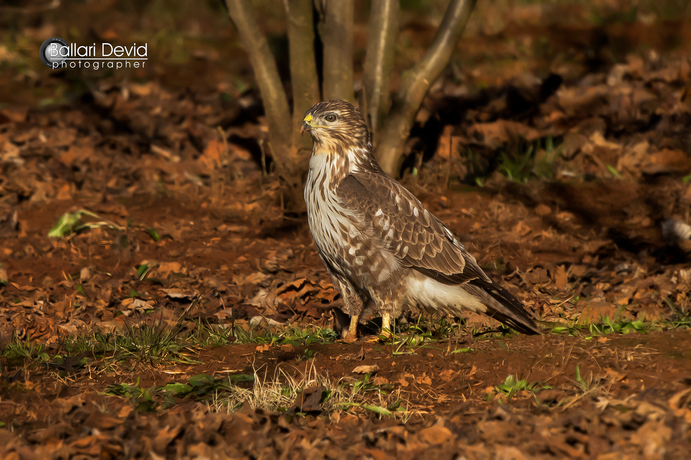 buzzard...