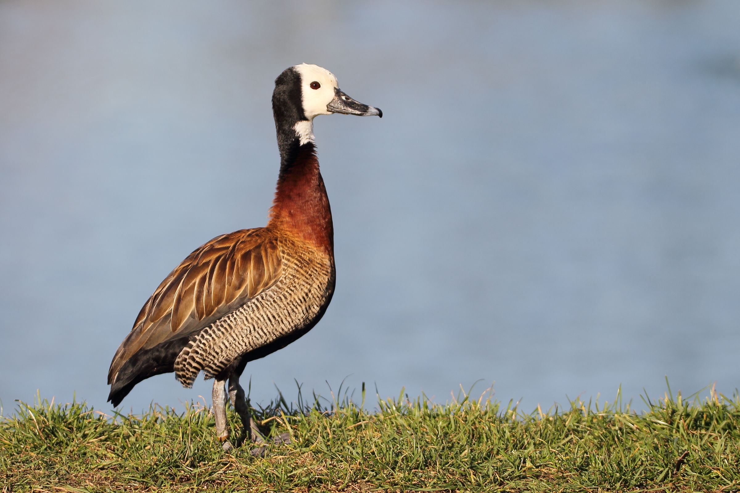 Bellied Whistling Duck barnacle...
