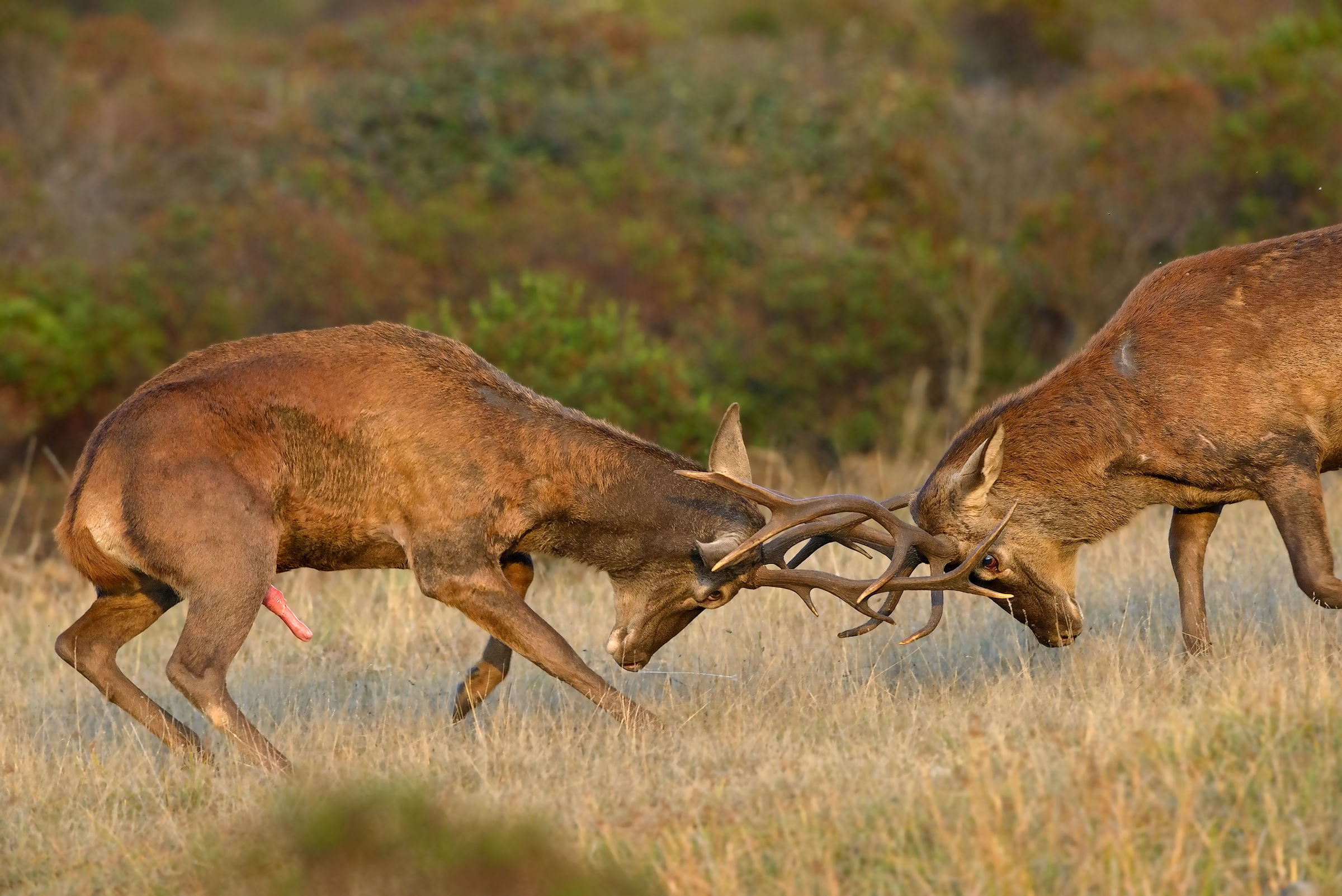 fight between Sardinian deer-3...
