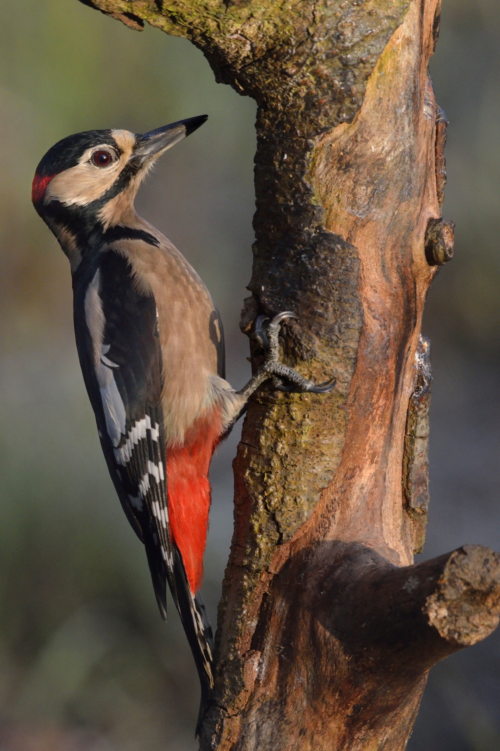 male woodpecker...