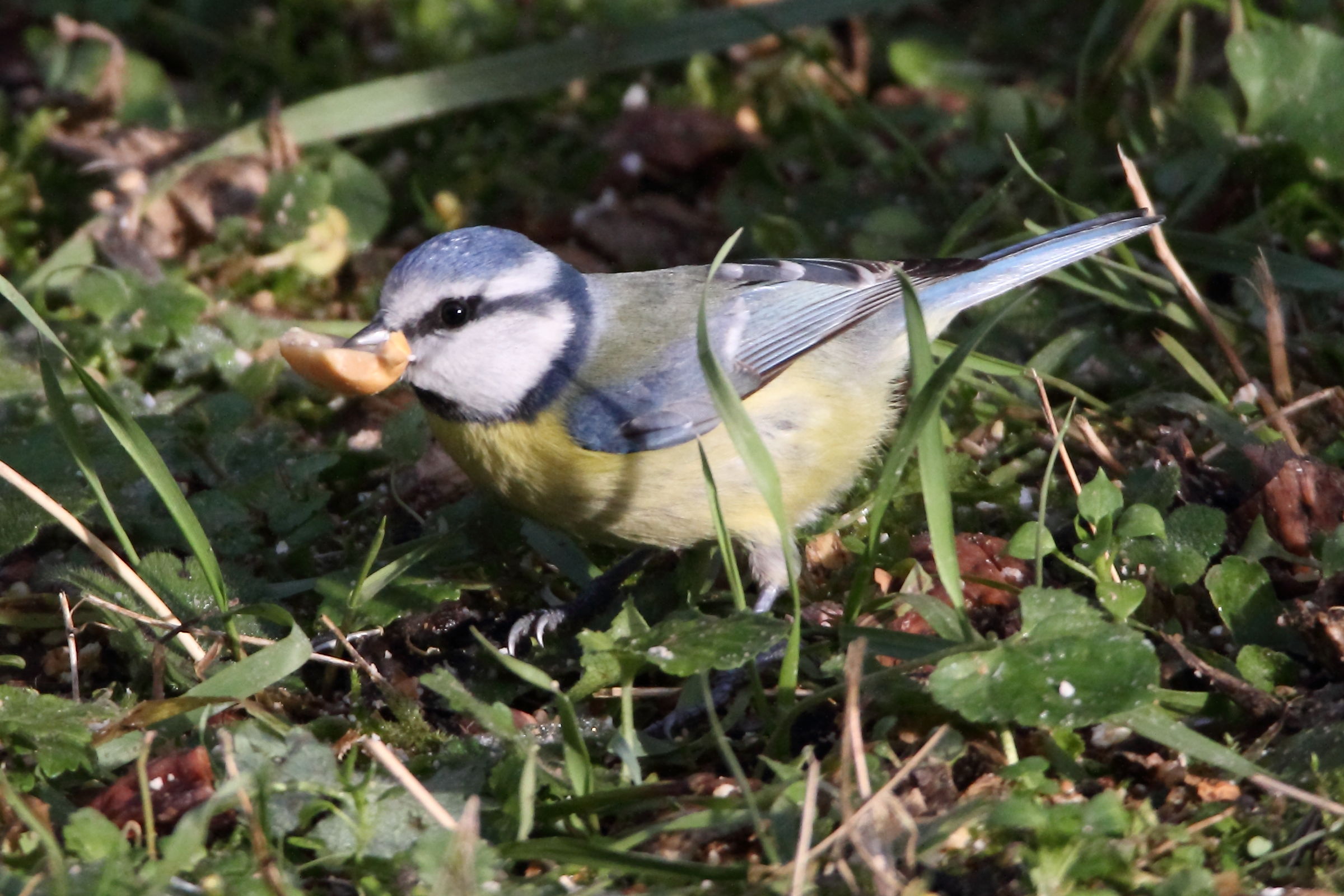 The blue tit with peanut...