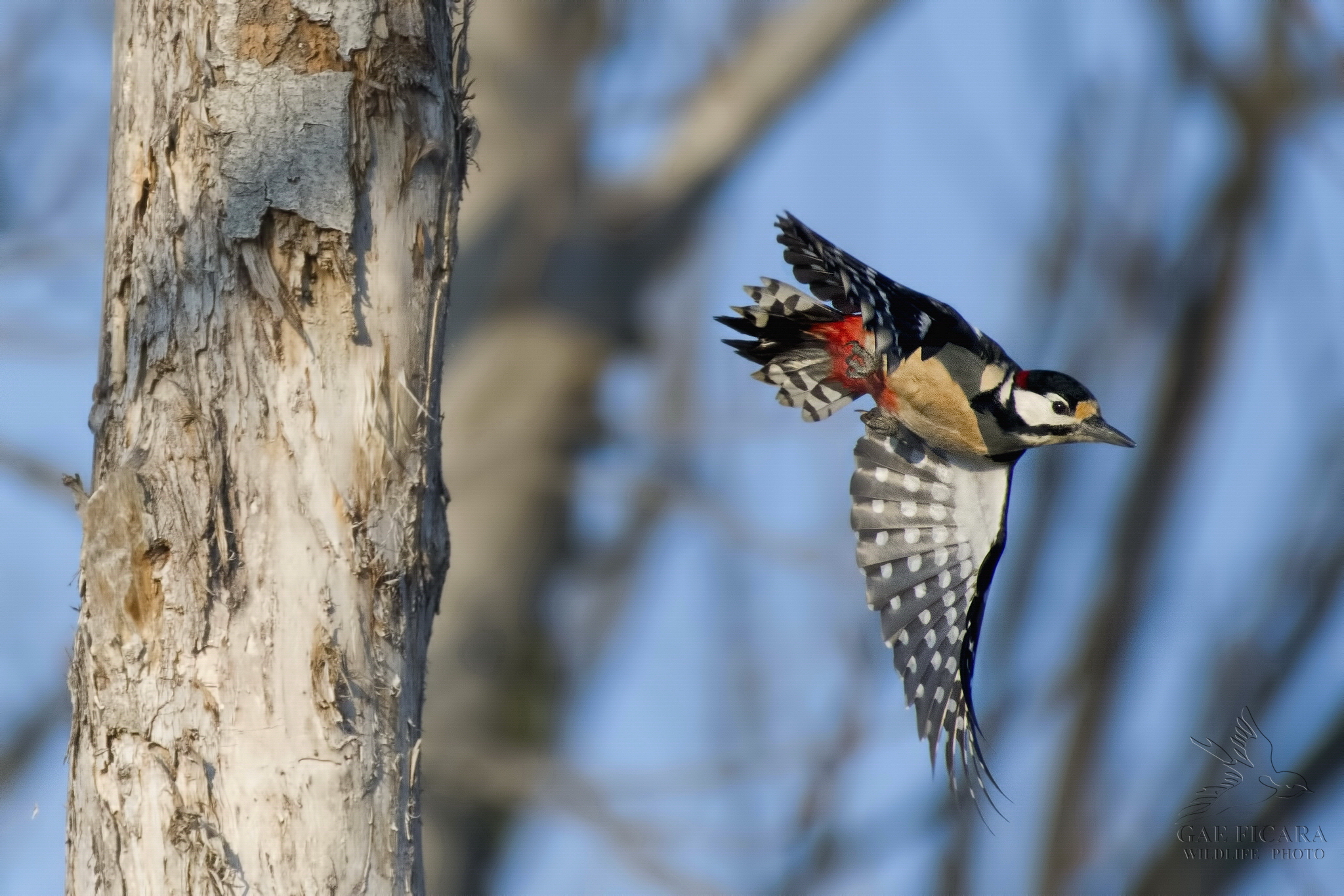 flight Great Spotted Woodpecker...