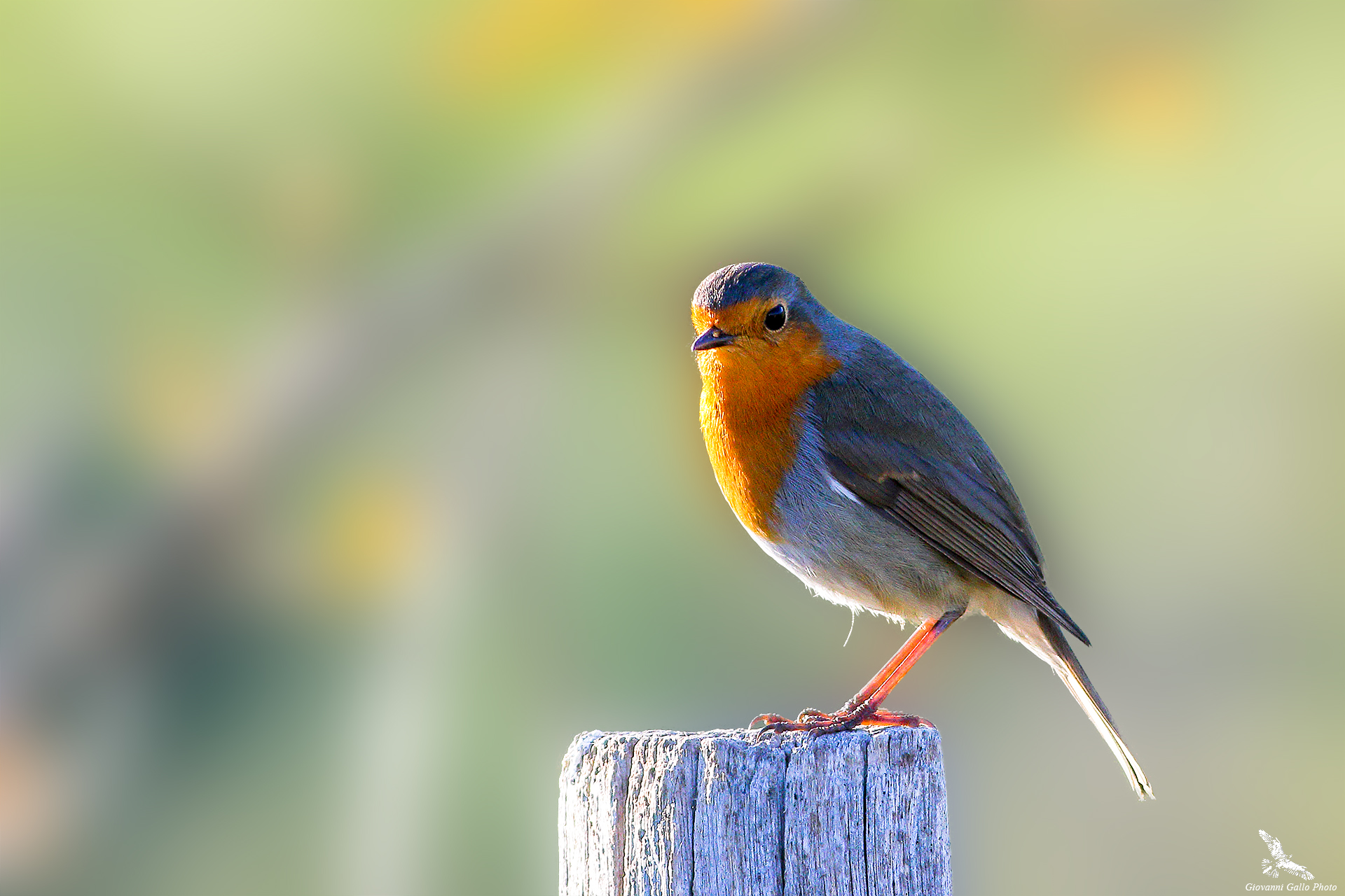 Robin ((Erithacus rubecula) Robin...