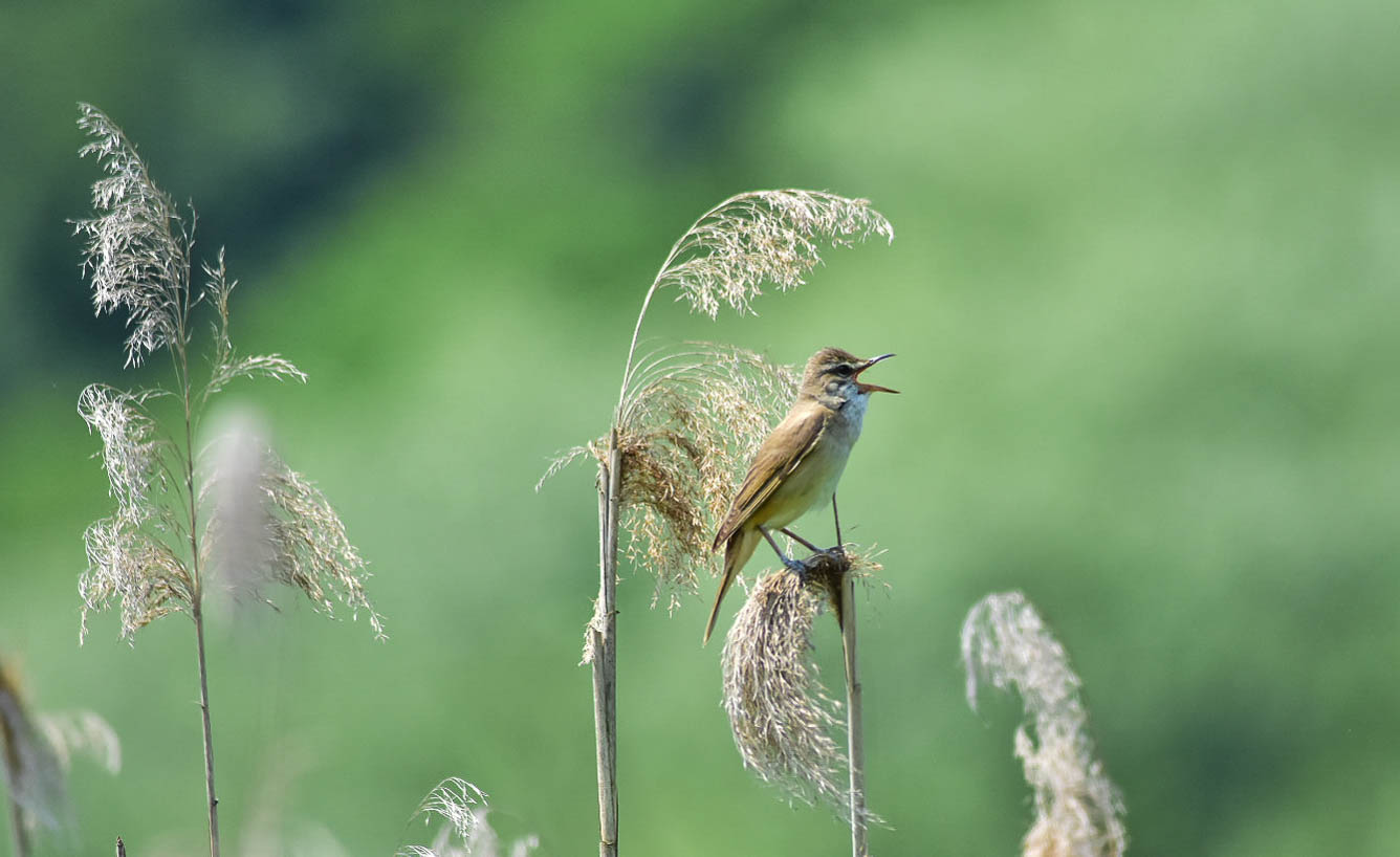 great reed warbler...