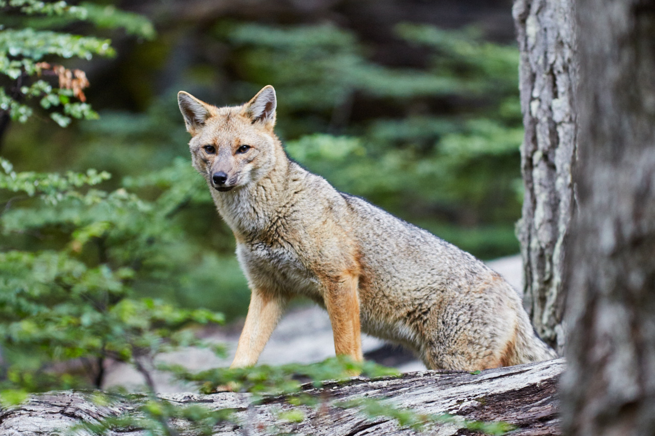Patagonian fox...