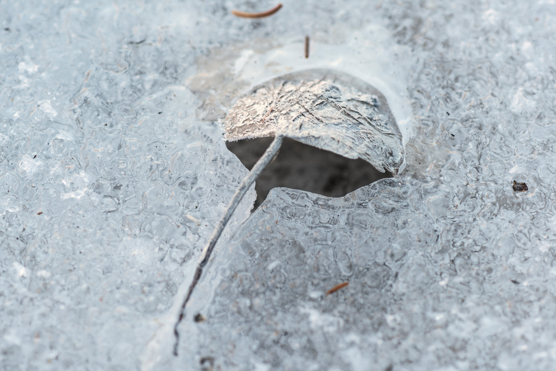 Leaf trapped in ice...