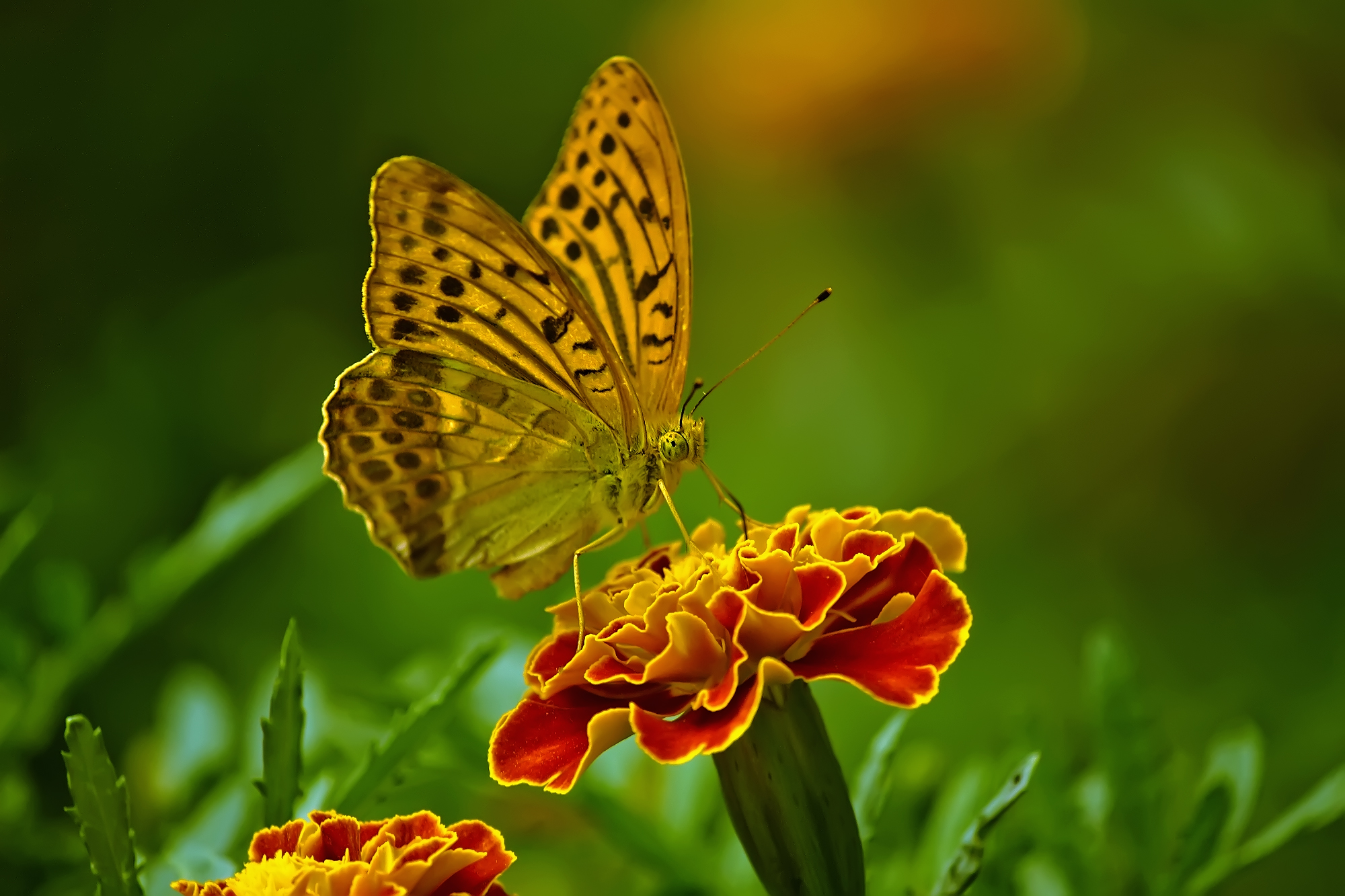 Butterfly on flower...