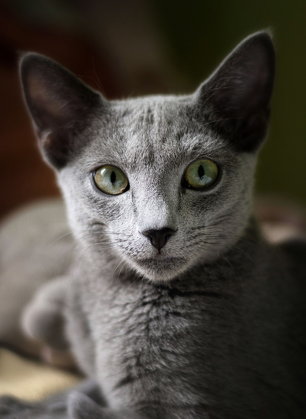 Portrait of a Russian blue cat...