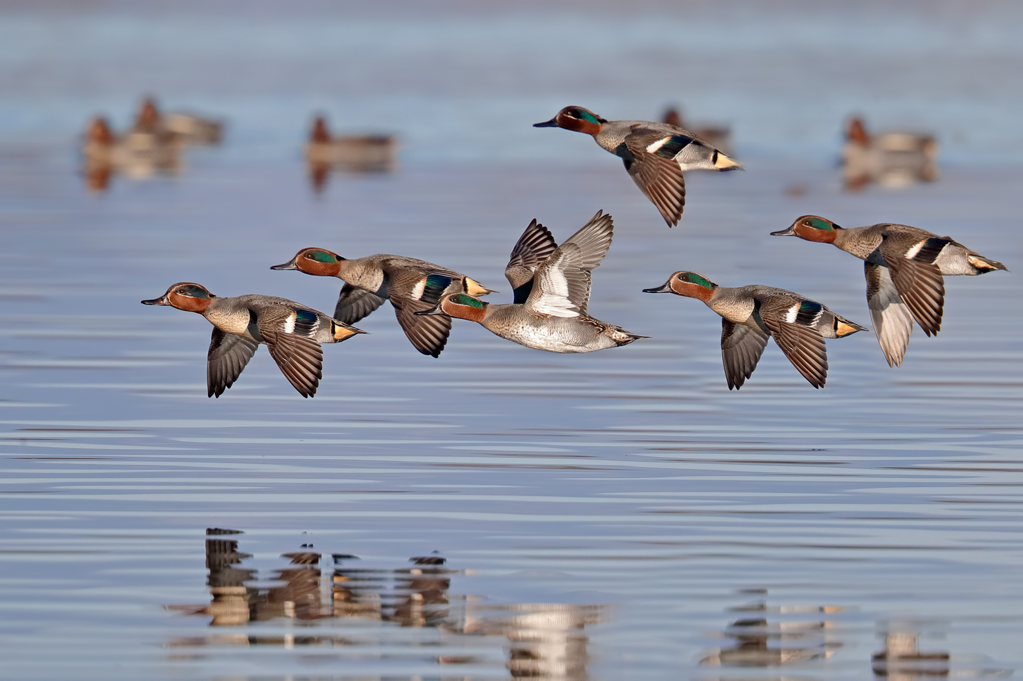 Teals in flight over the lake...