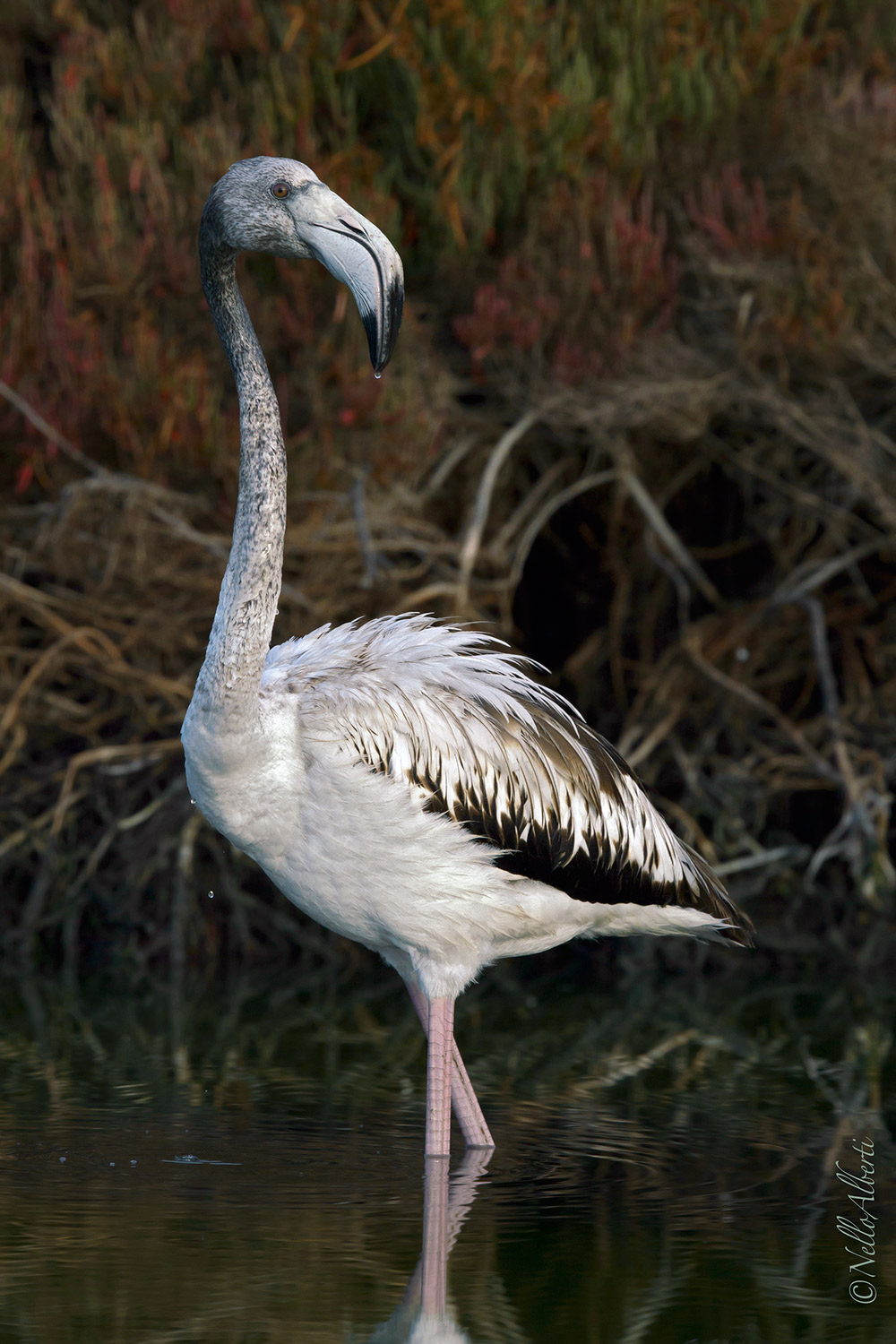 young flamingo...