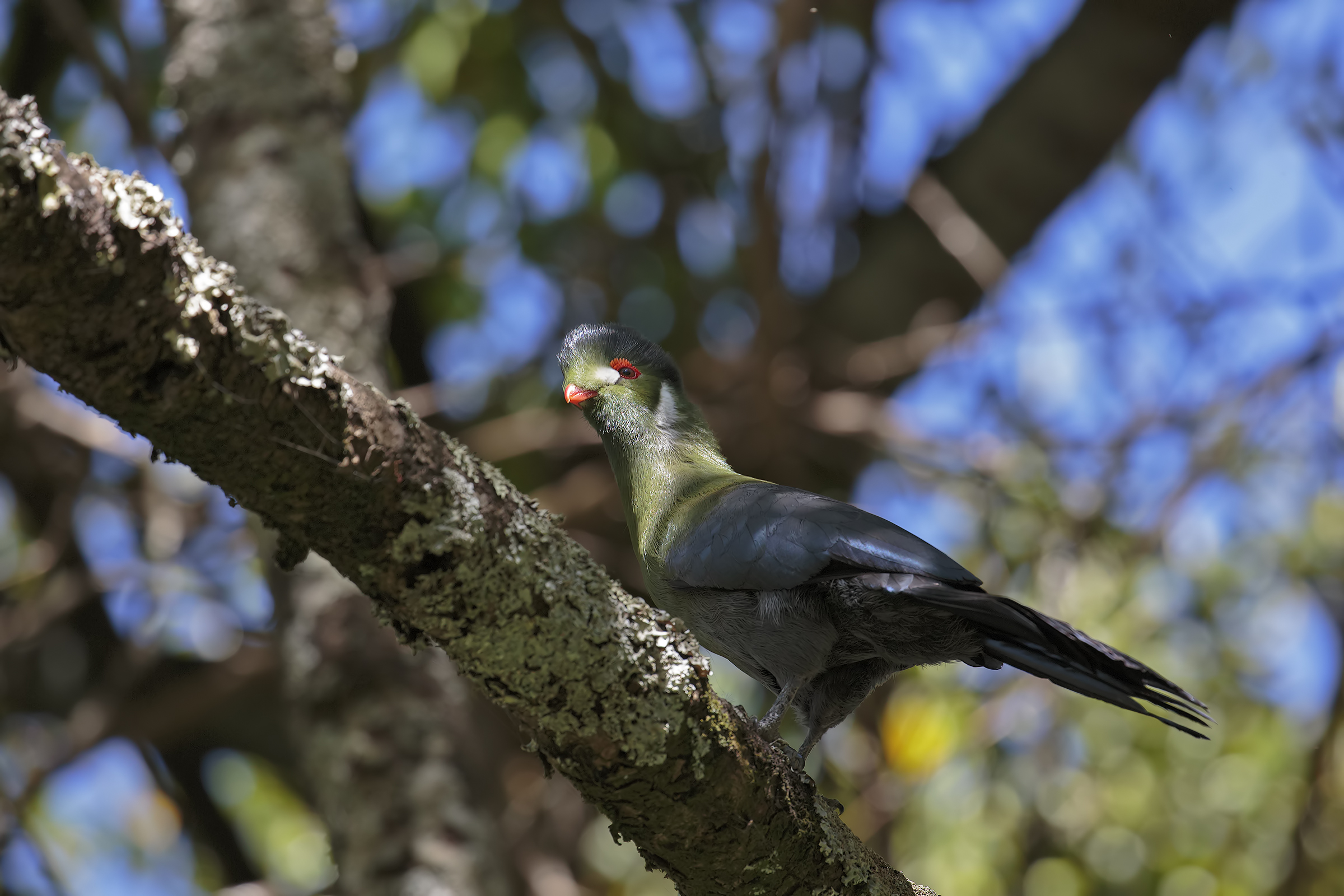 Turaco guancie bianche...