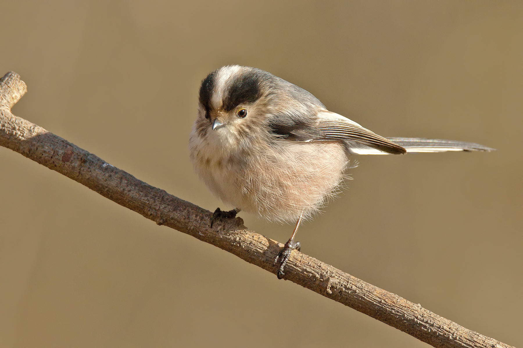 A ball of feathers ......