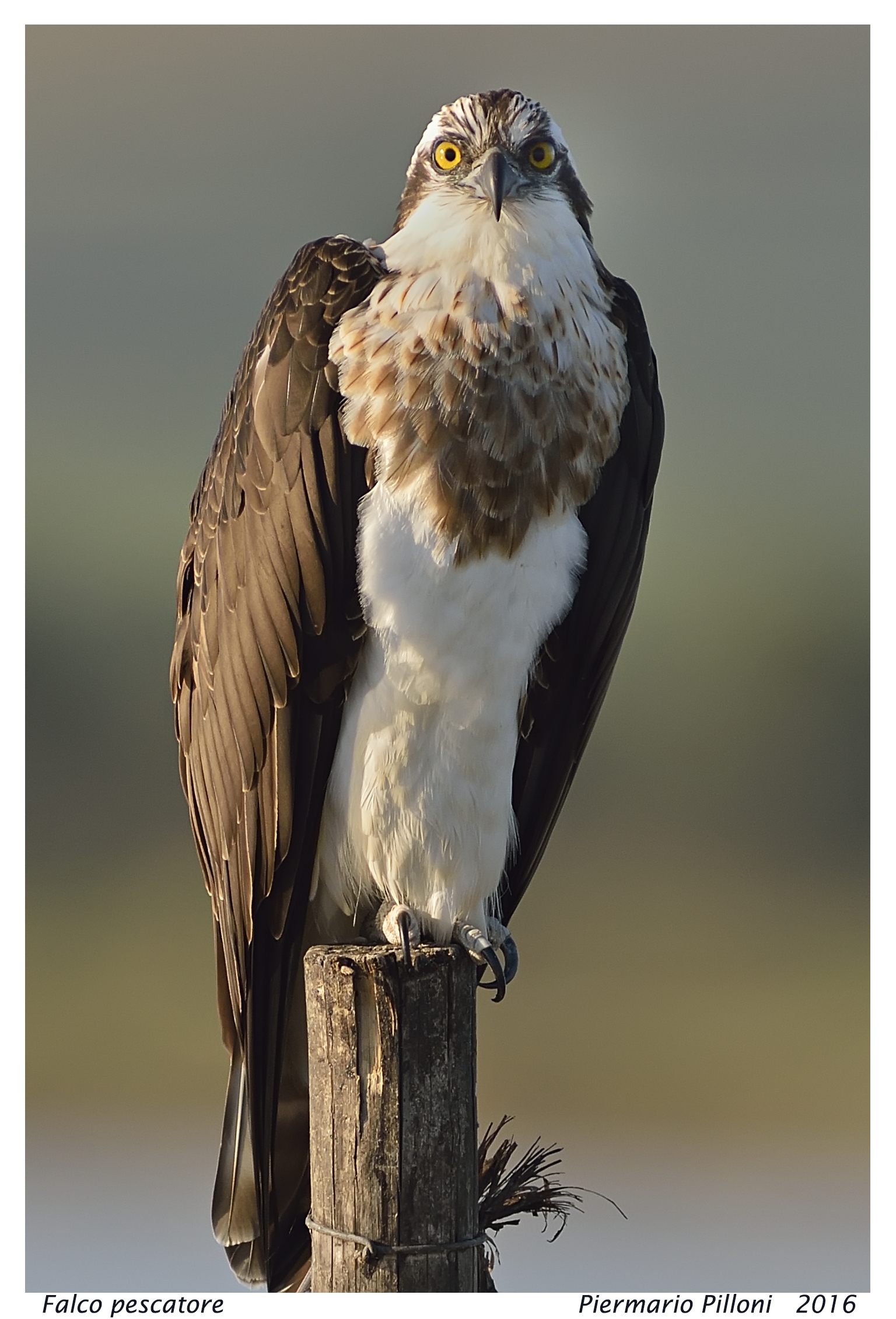 Osprey...