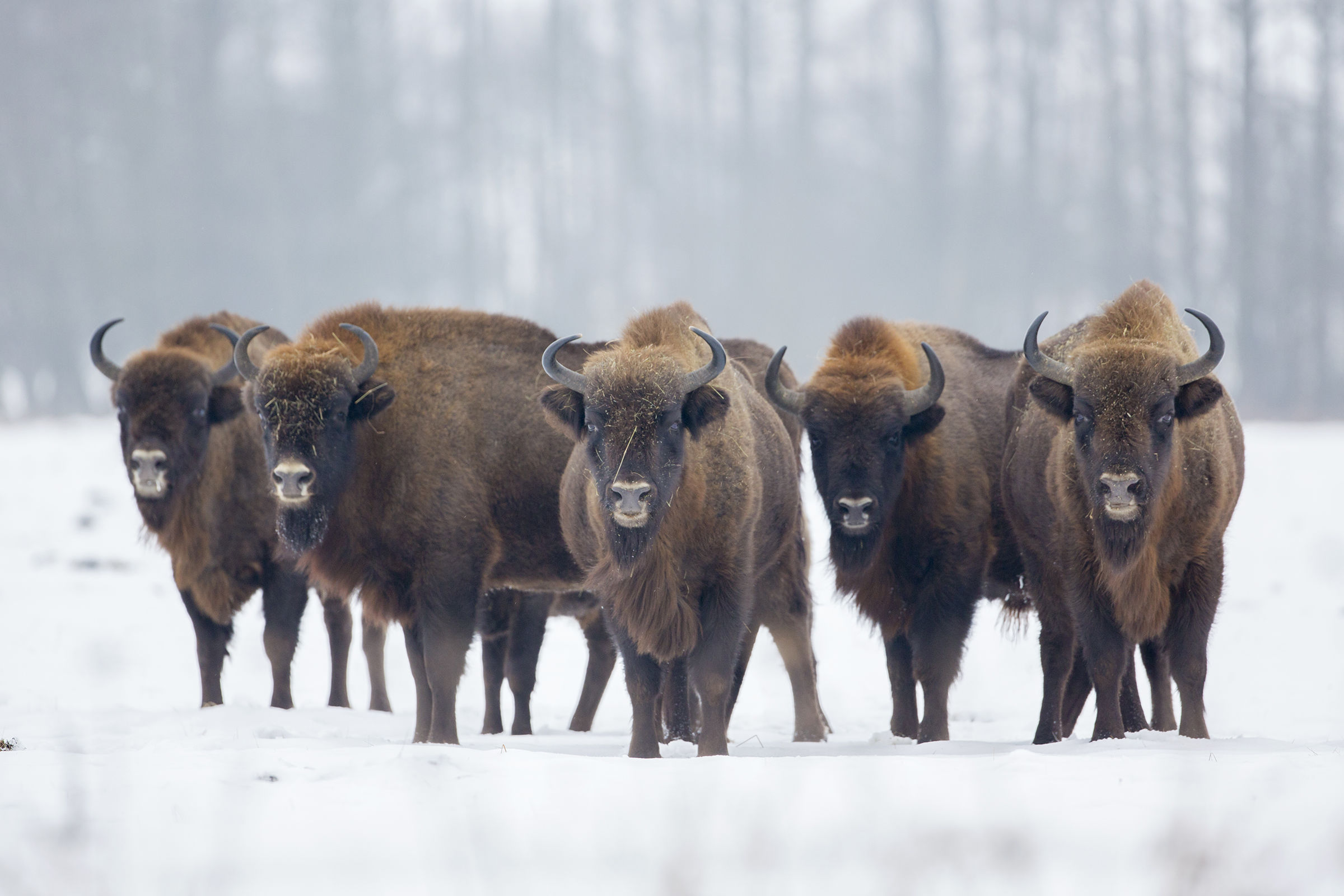 Bison in the snow (Poland)...