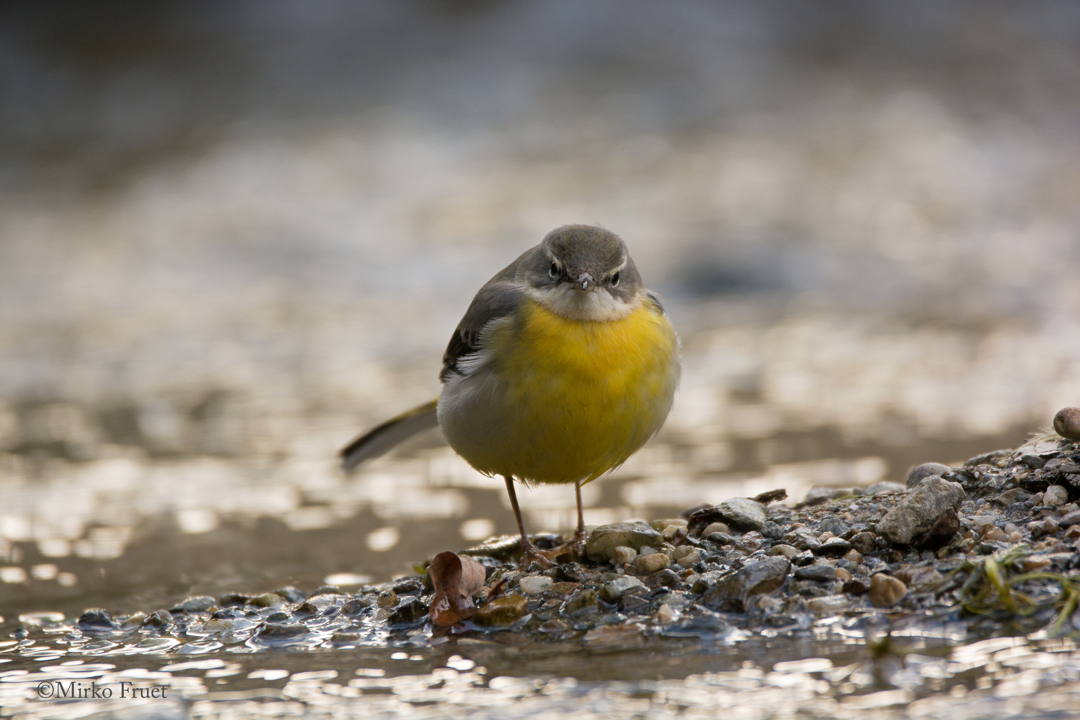 yellow wagtail...