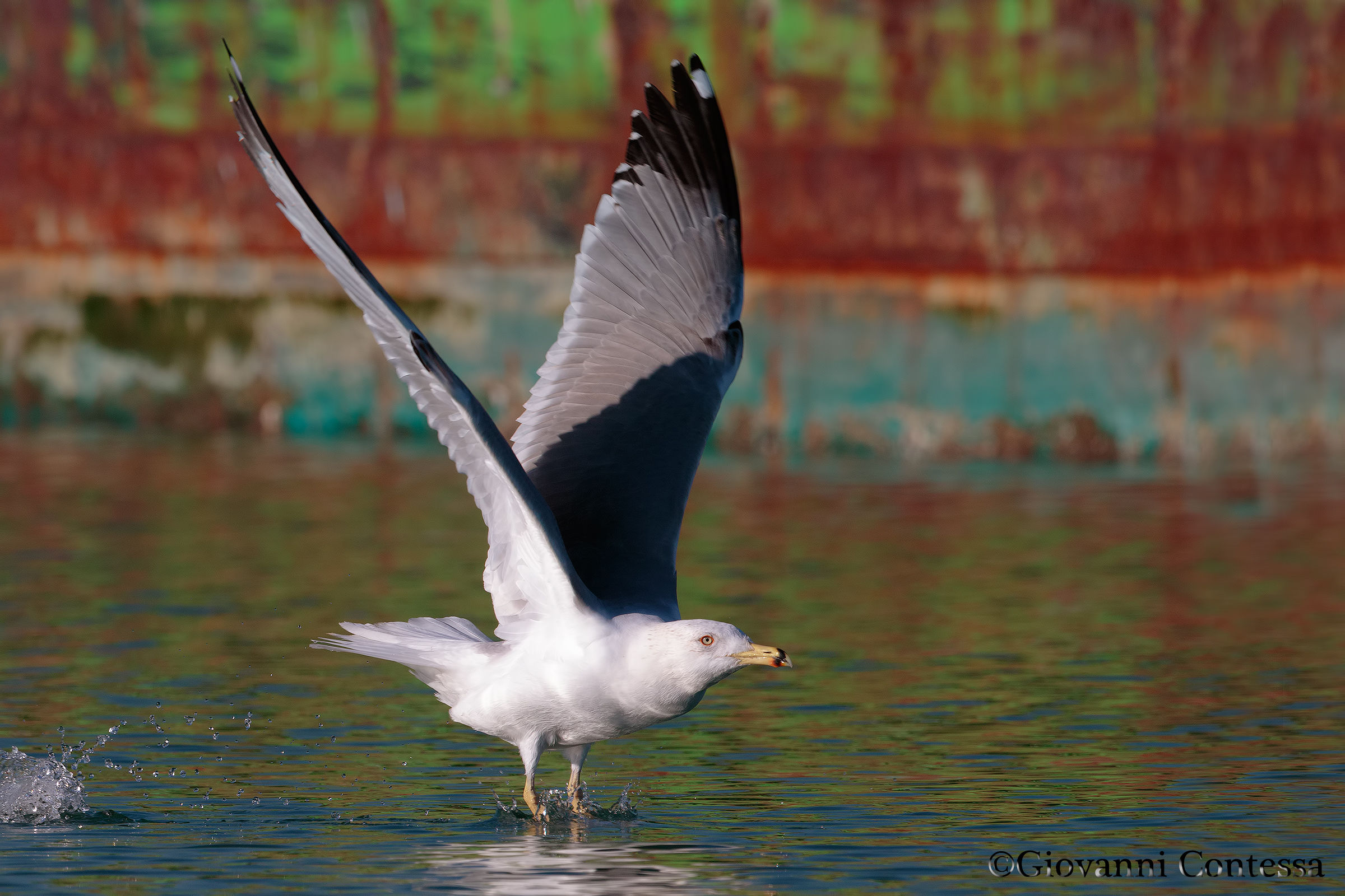 seagull in "takeoff"...