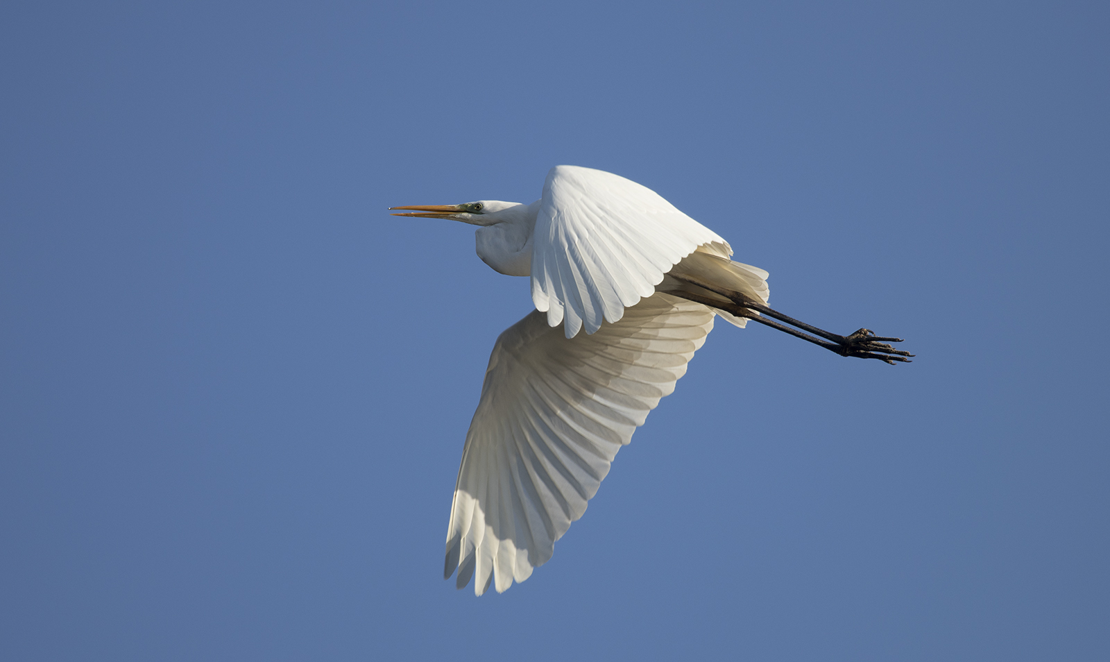 Airone Bianco Maggiore...