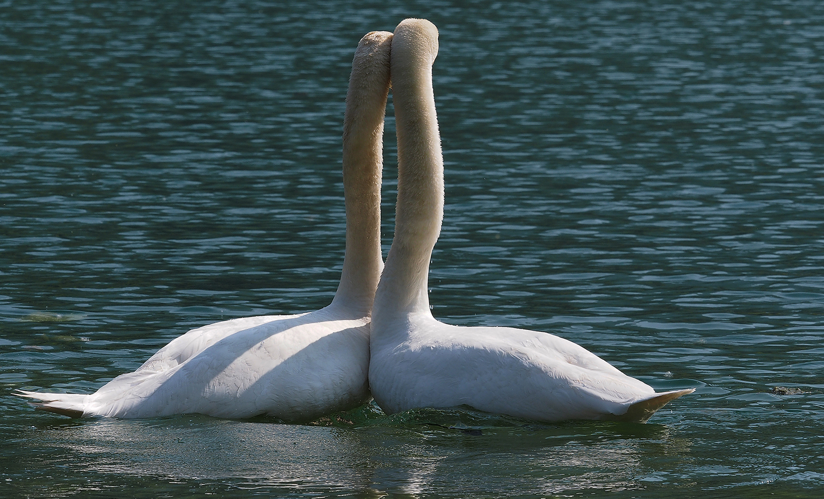 swans in love...