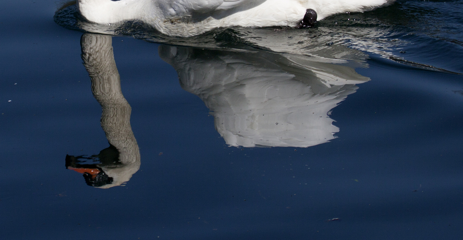 swan reflection...