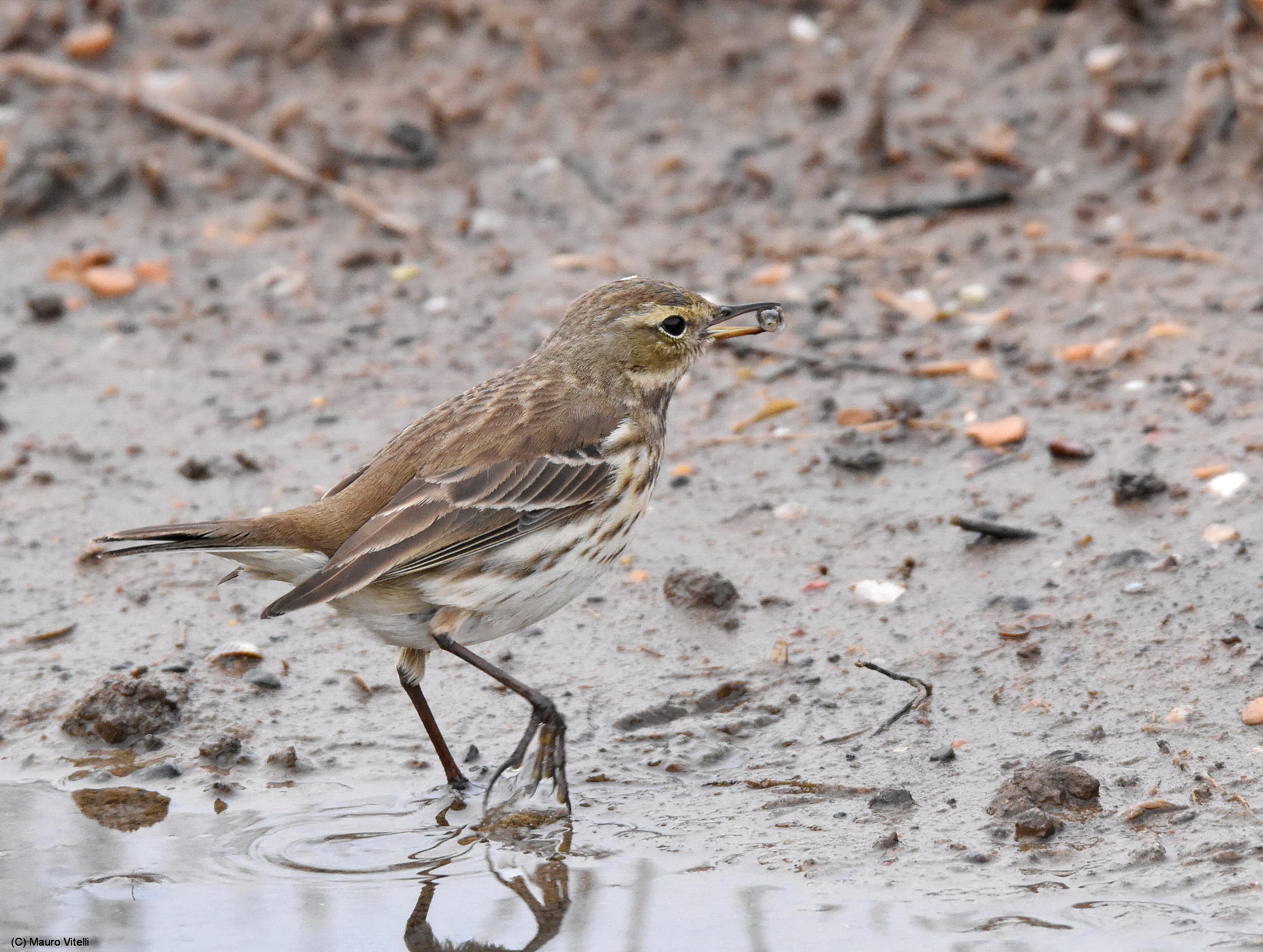 Pipit catching fish...