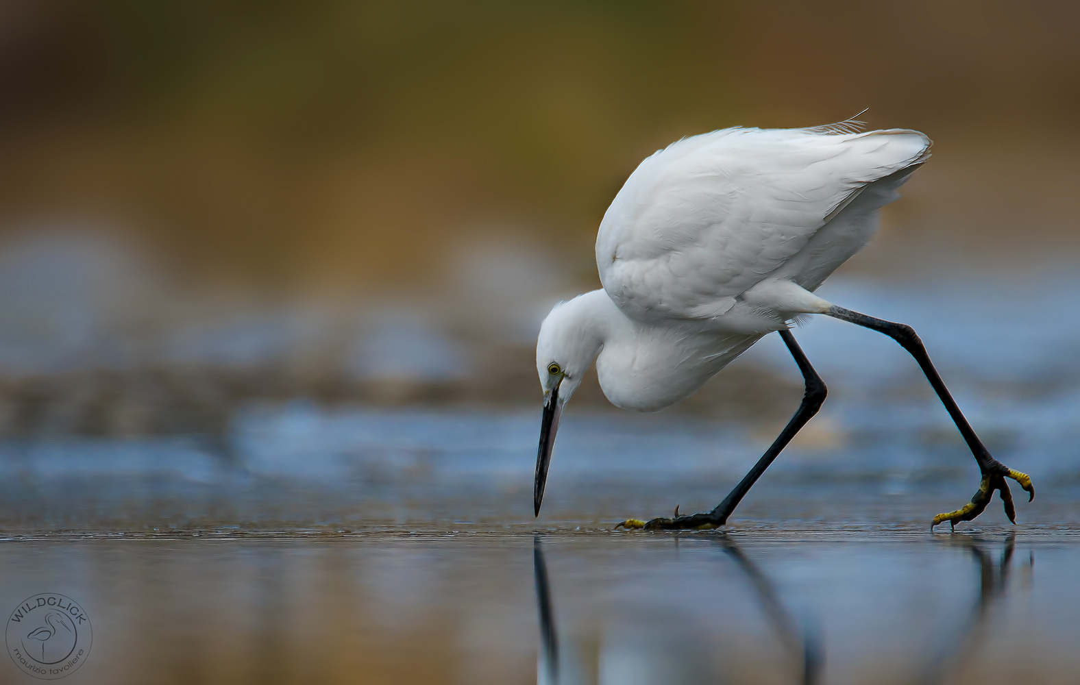 Egret on ice .....