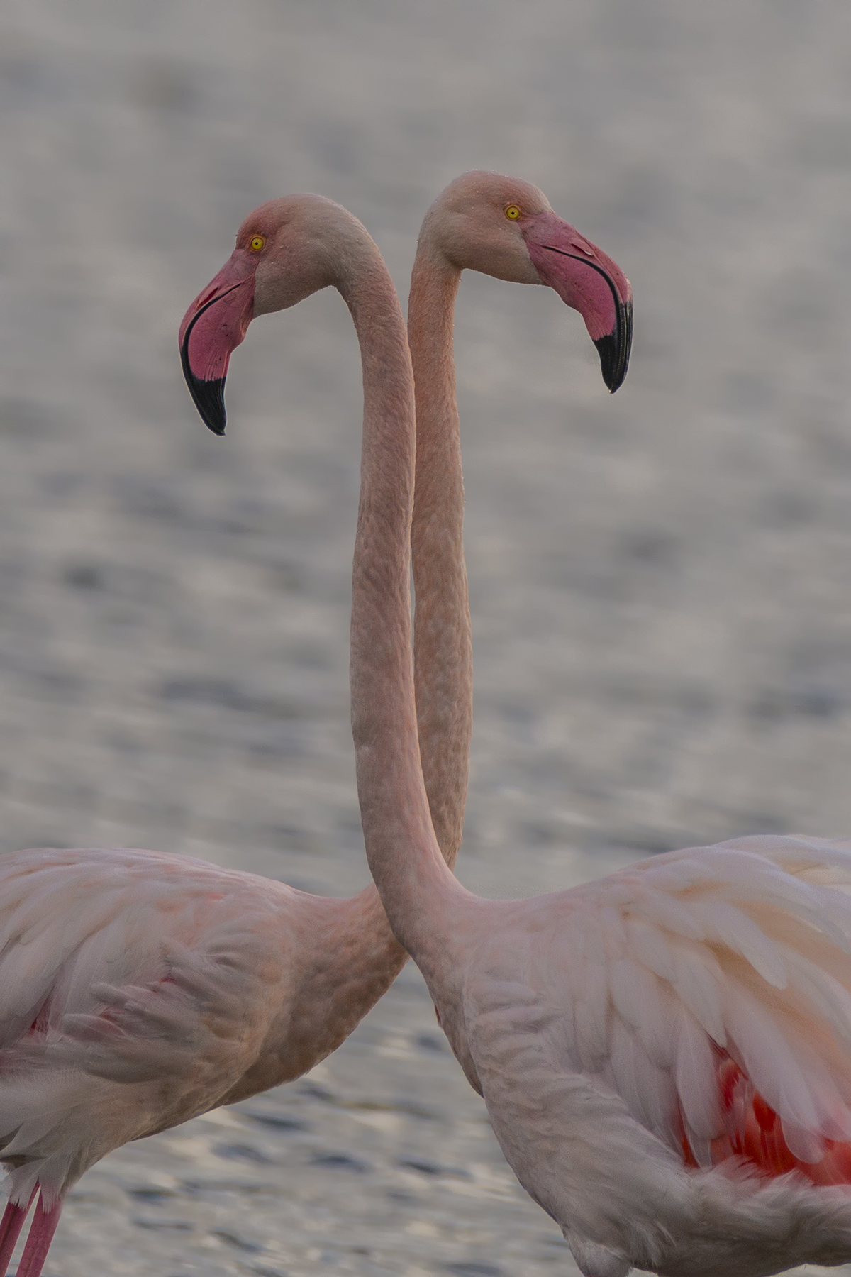 The symmetry of the Flamingos...