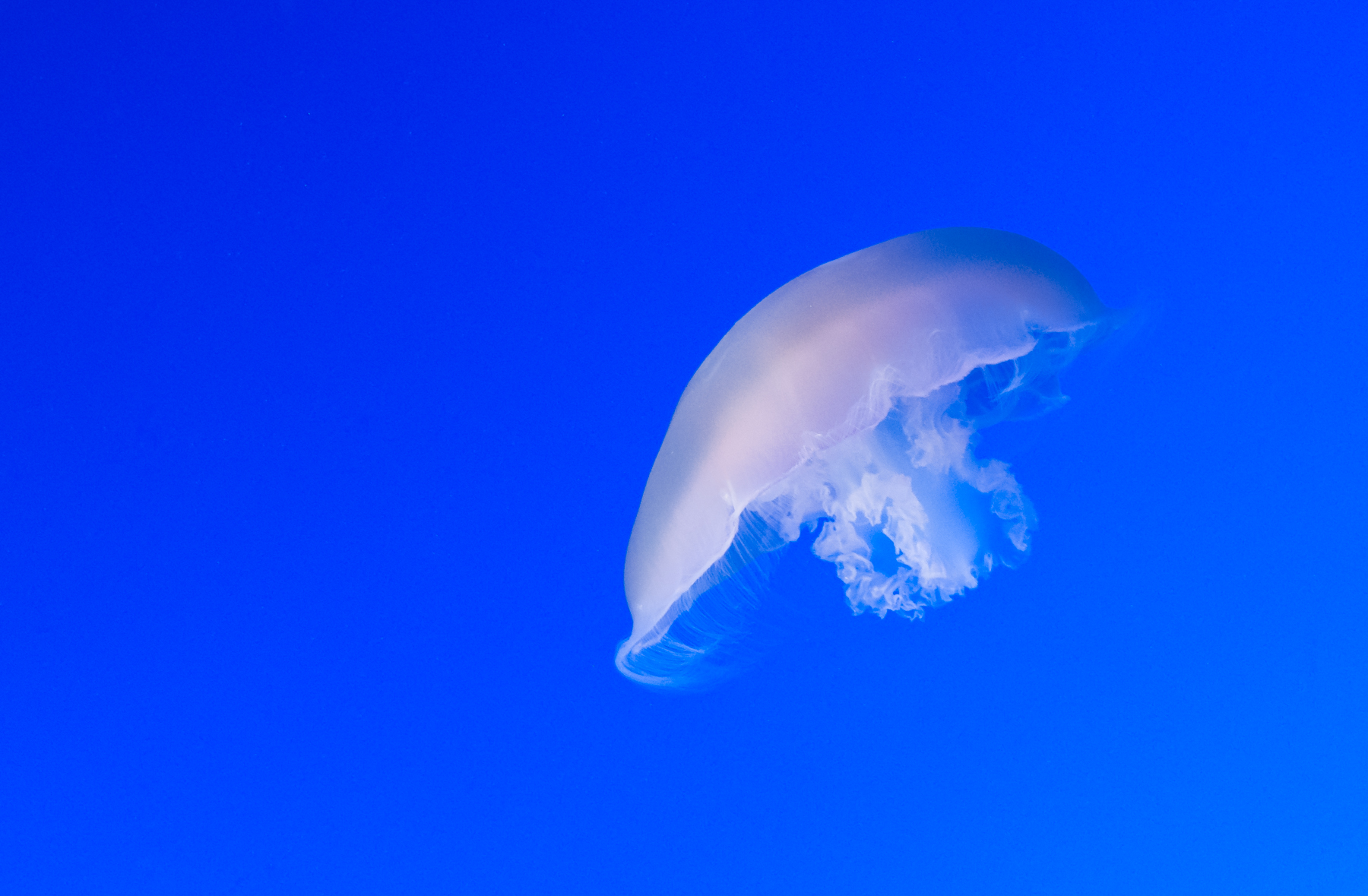White jellyfish in Monterey...