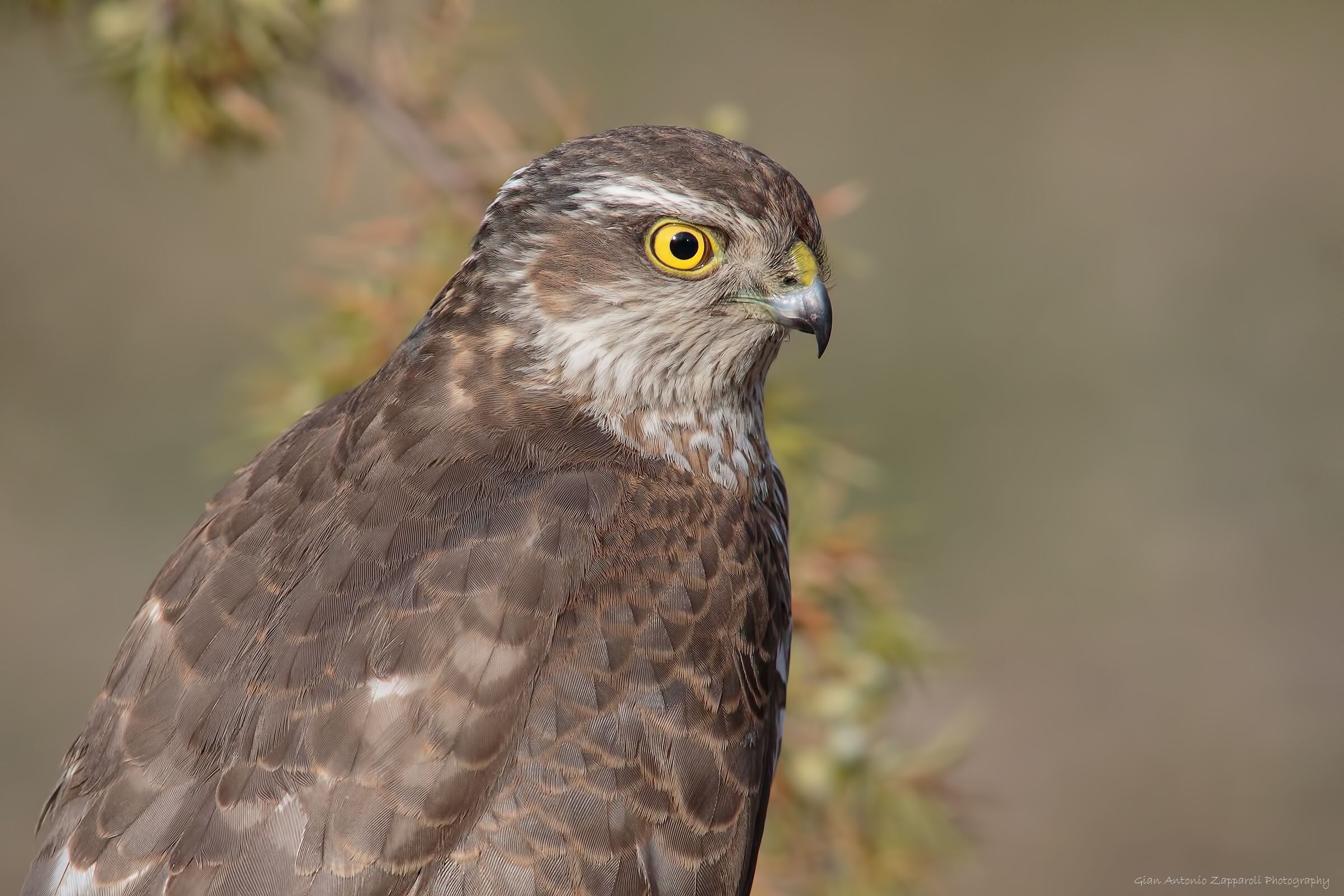 Goshawk (Accipiter gentilis)...