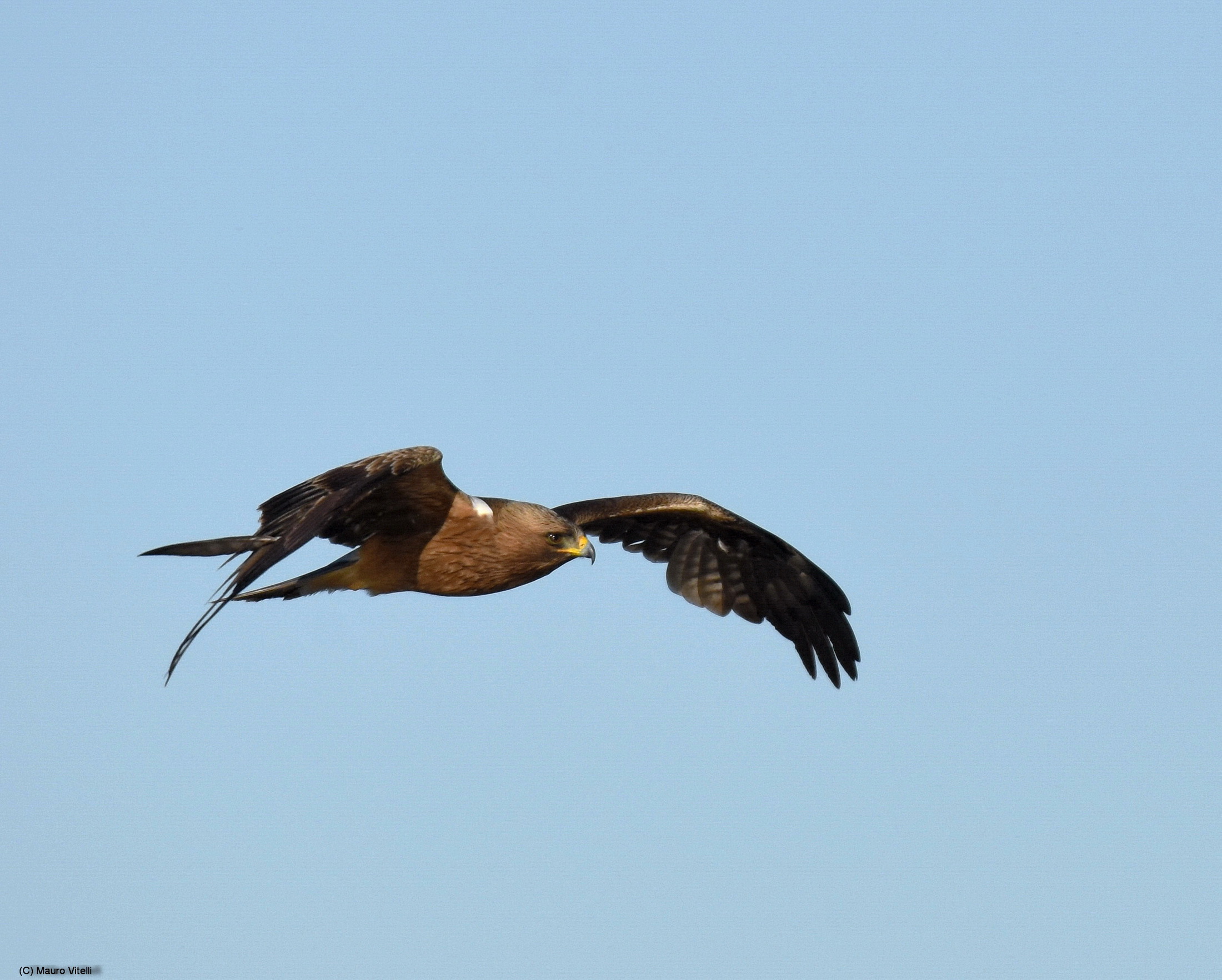 Minor Eagle (Aquila pennata)...