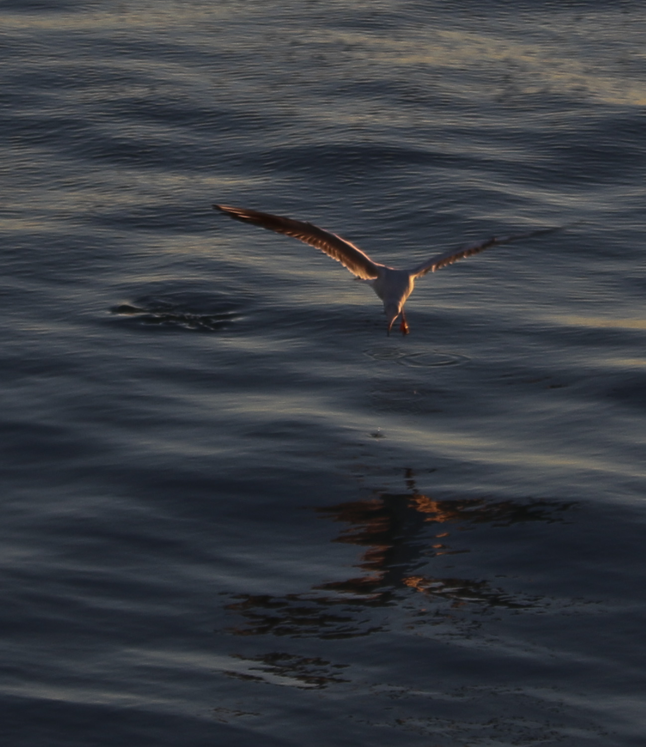 seagull in flight...