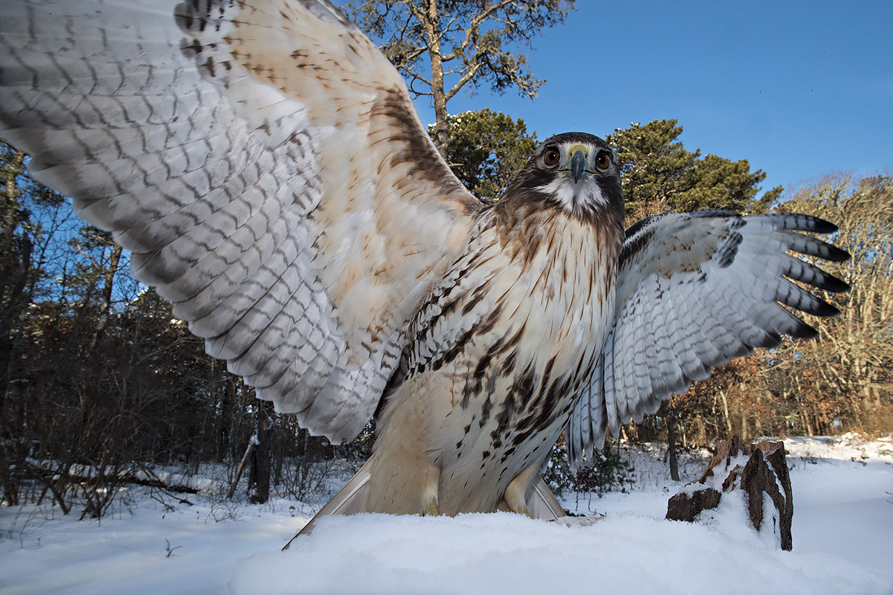 Red Tailed Hawk a 20 mm...