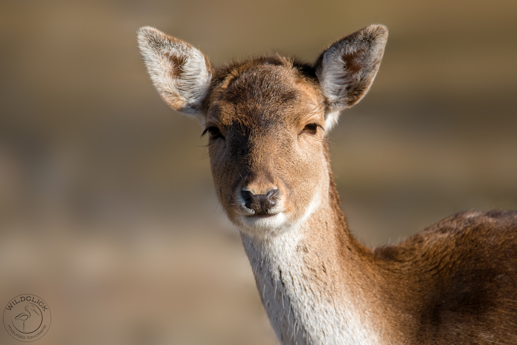 fallow deer...