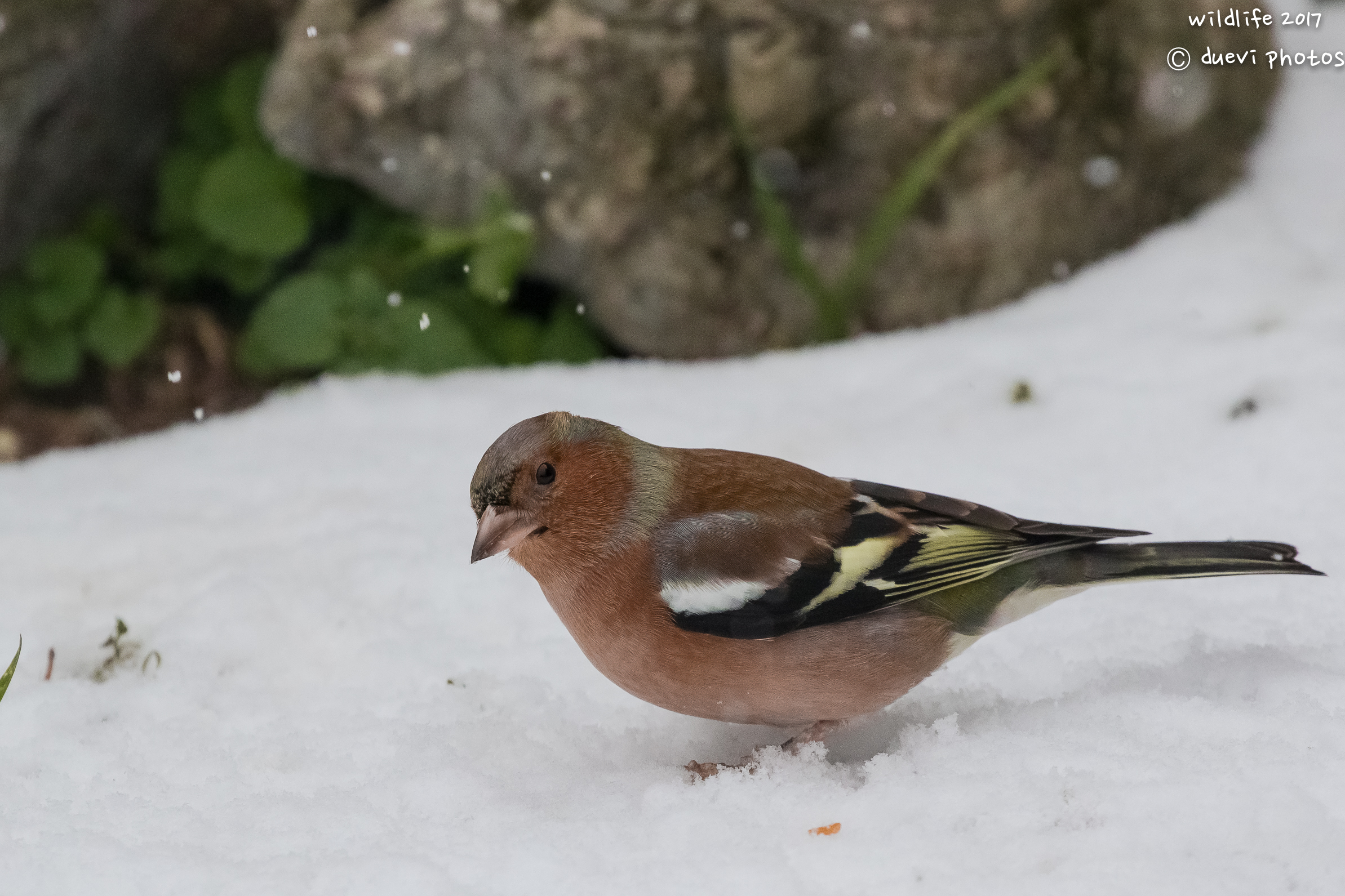 Fringuello nella neve...