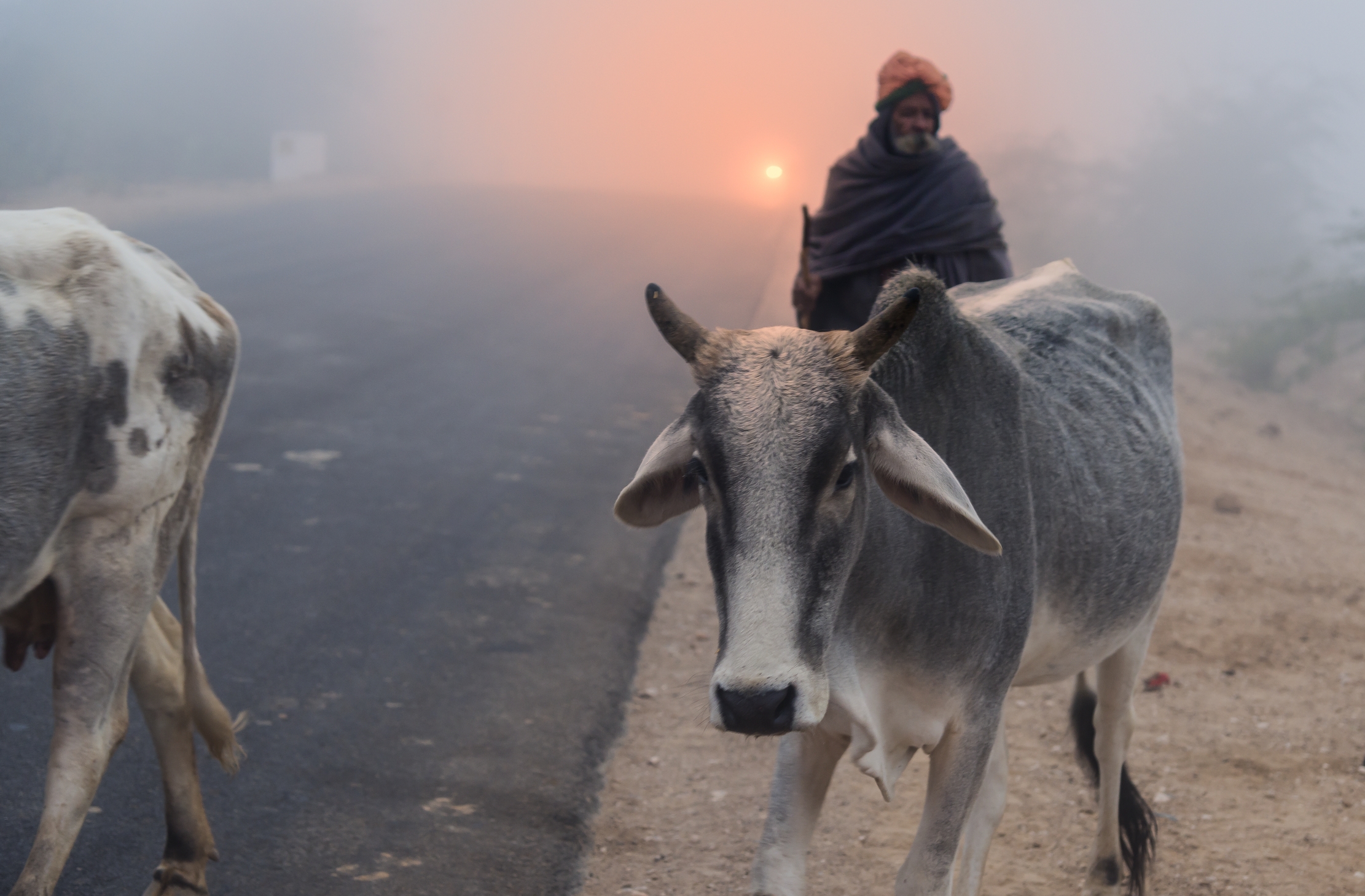 Rajasthan 2017 - Fog on the road...