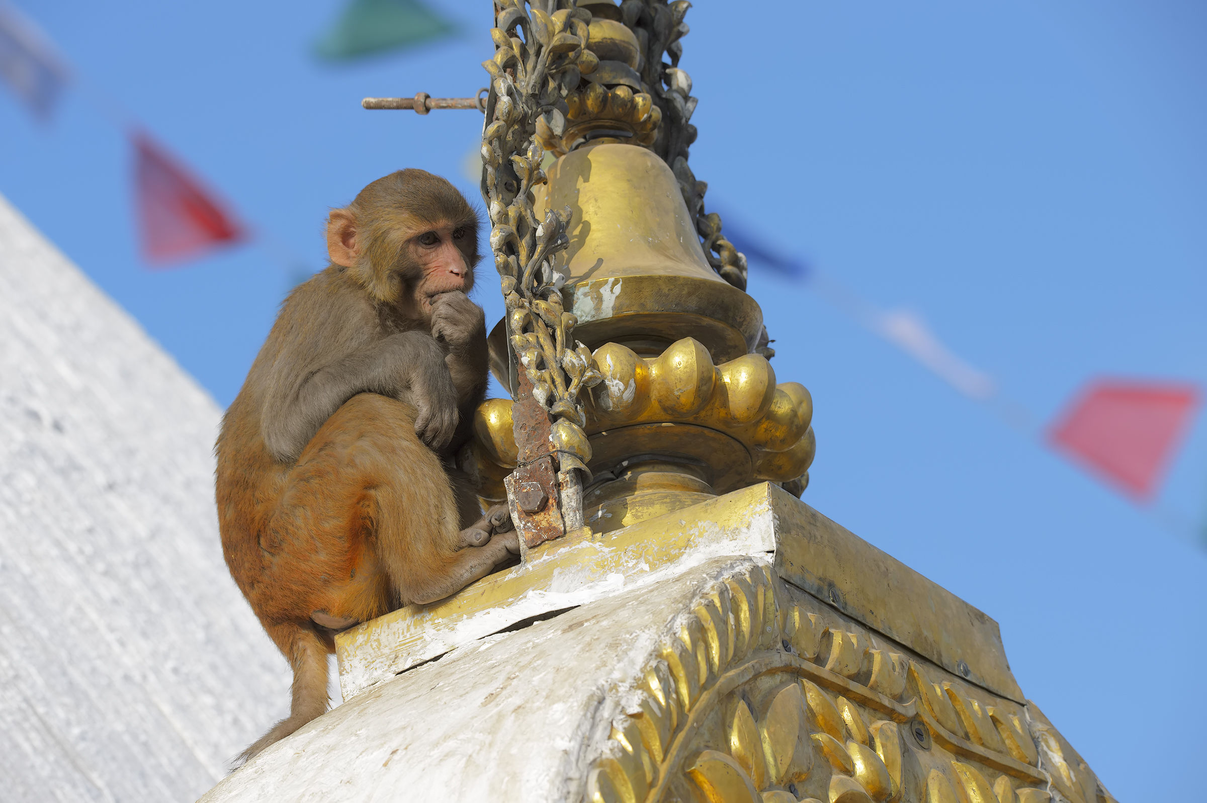 Il Tempio delle scimmie...